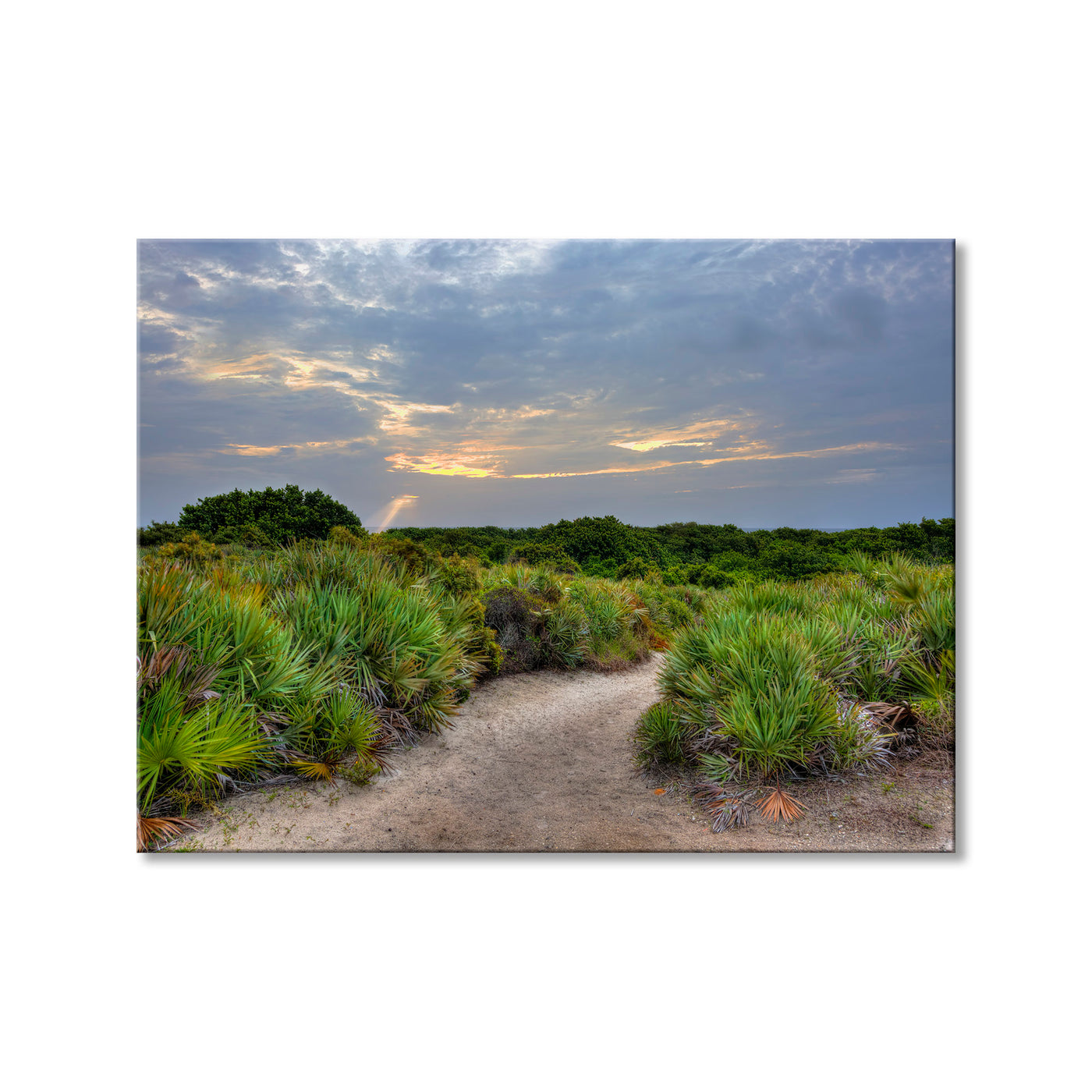 Palmetto Trail
