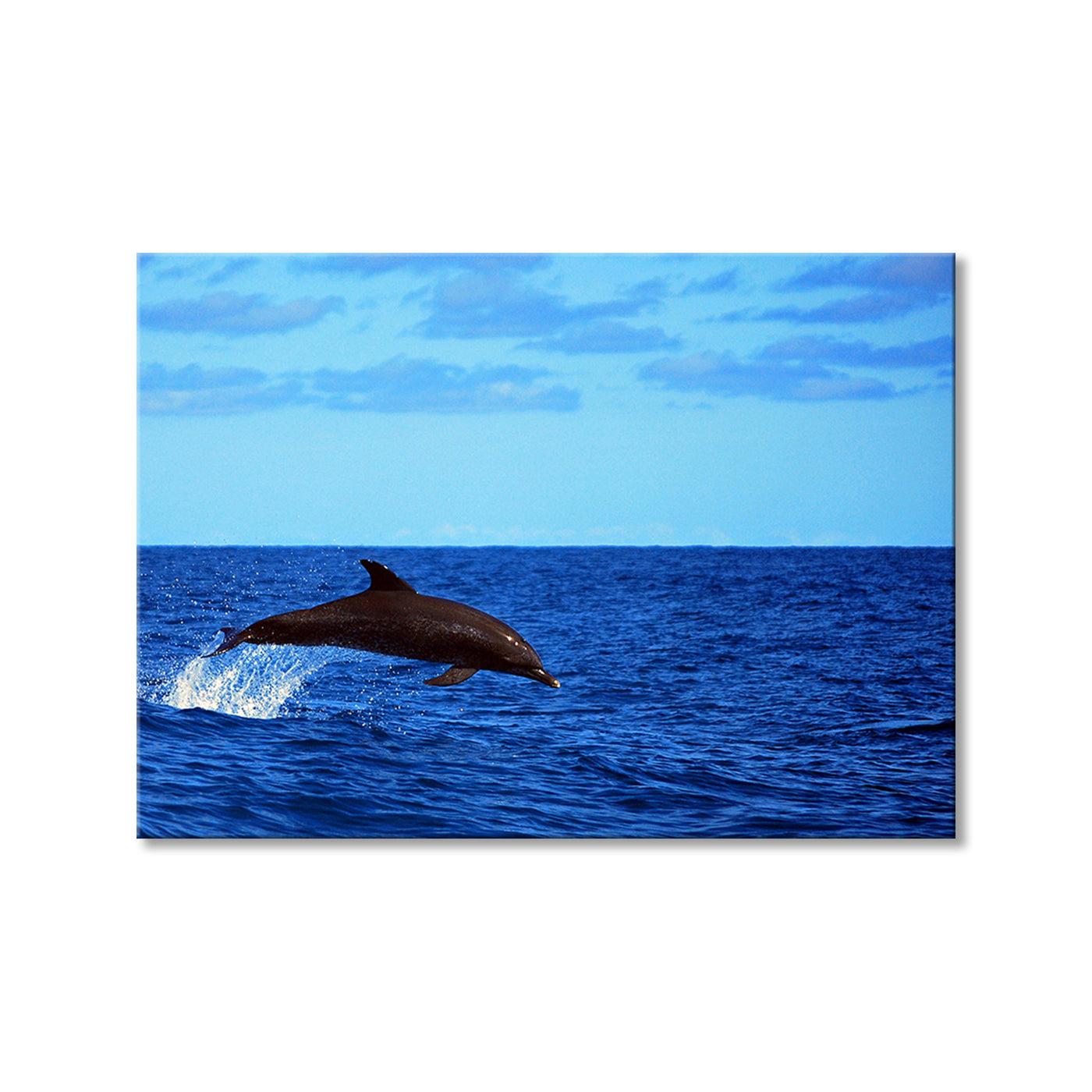 Dolphin