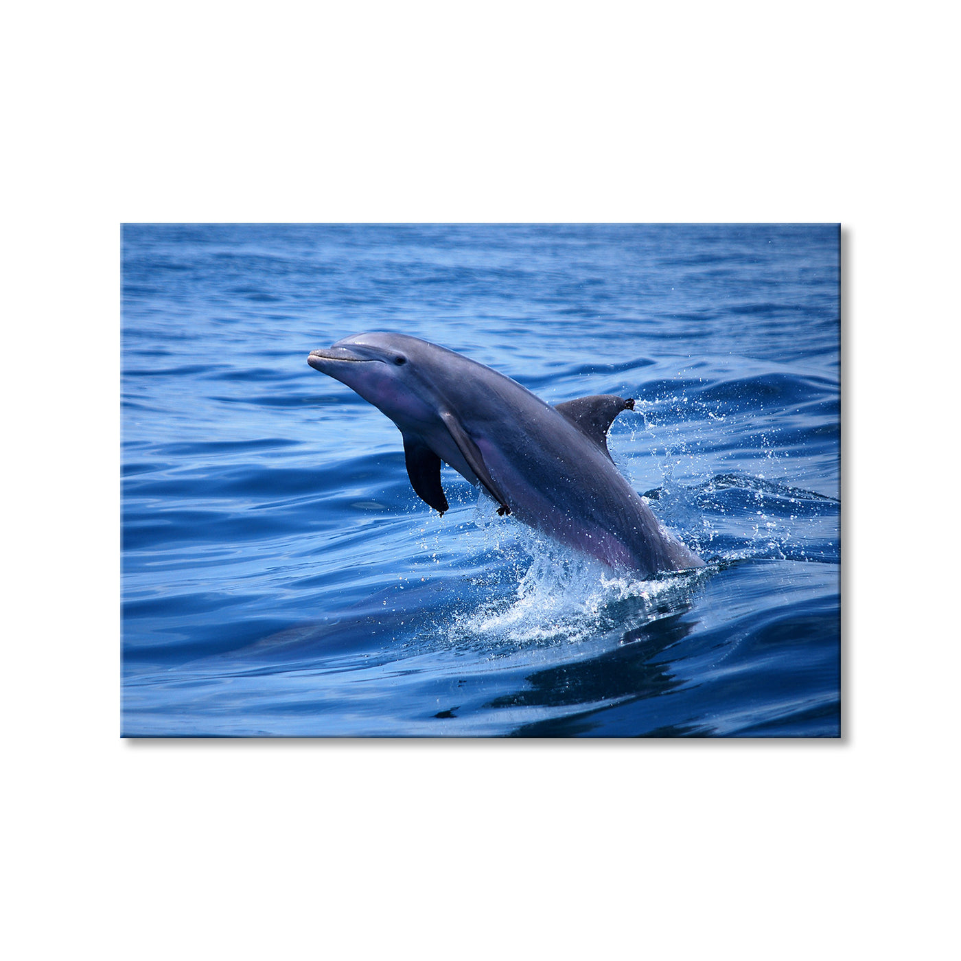 Dolphin III