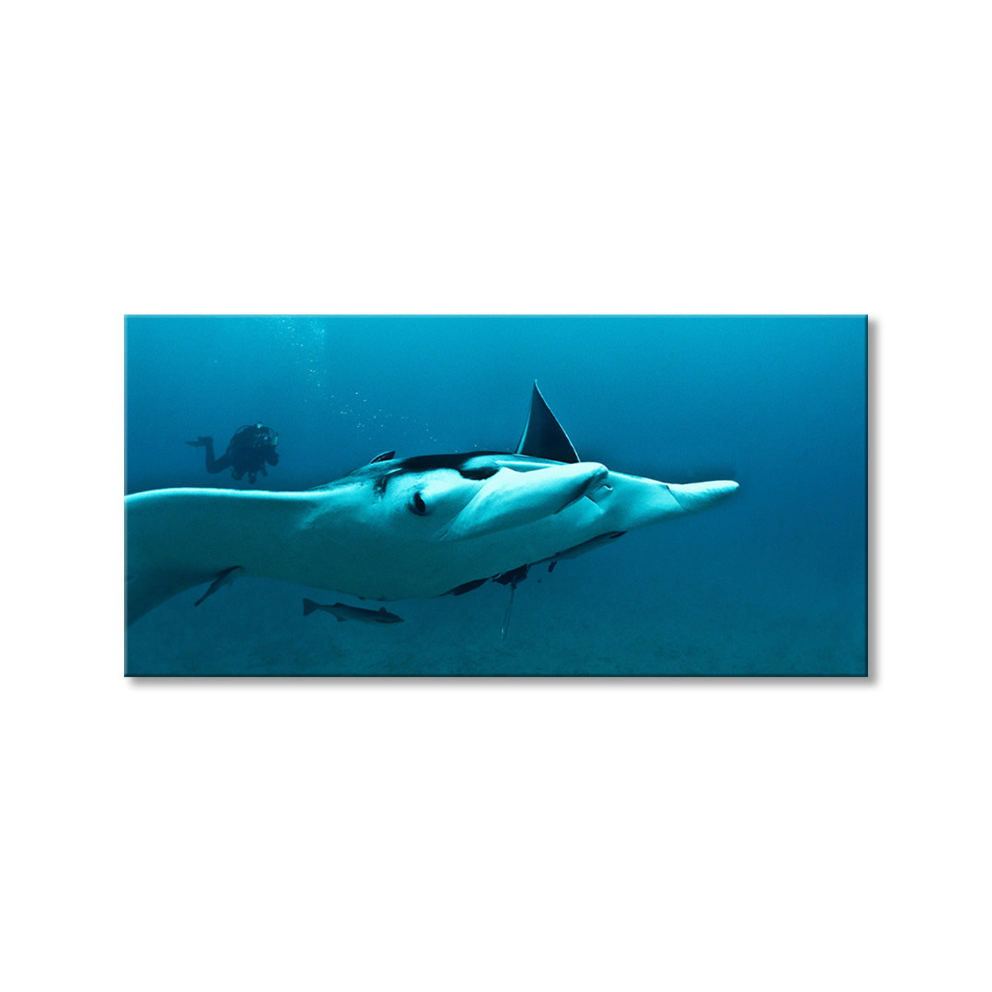 Ray