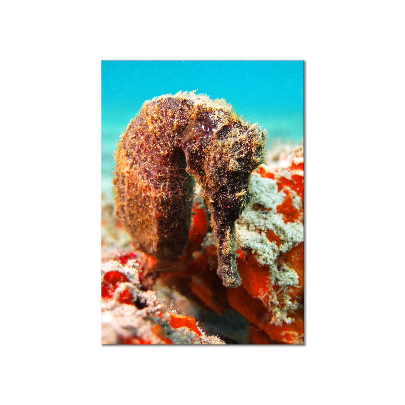 Seahorse