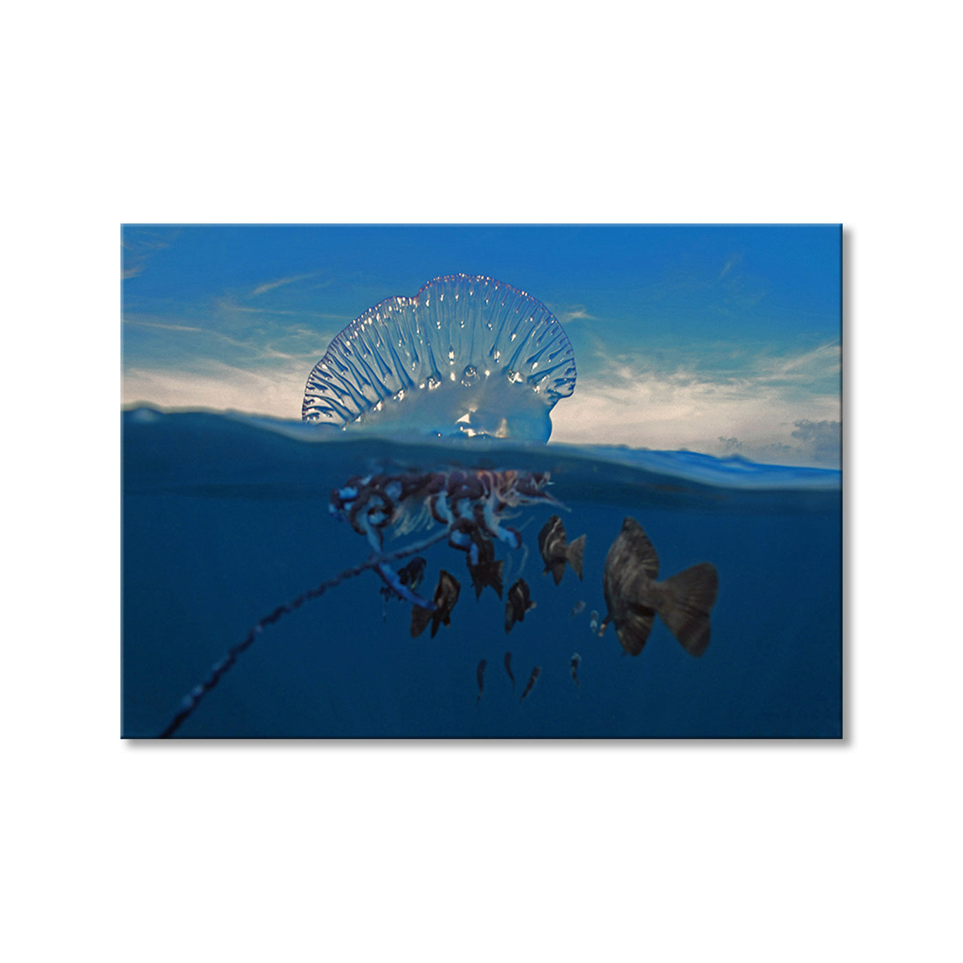 Jellyfish III