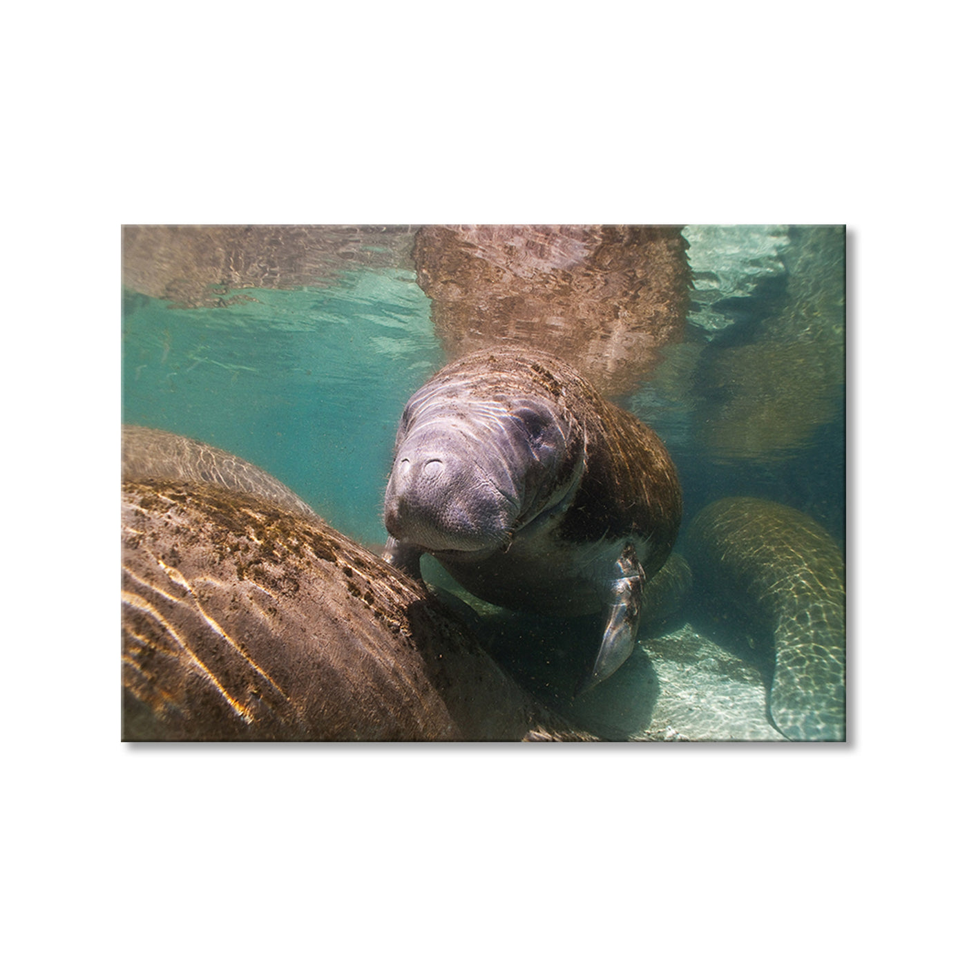 Manatee