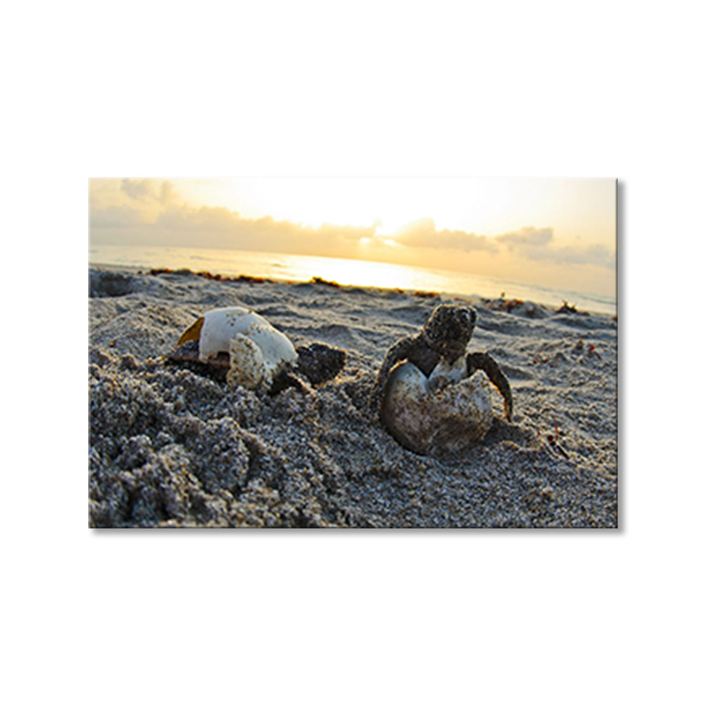 Loggerhead Eggs Hatchling