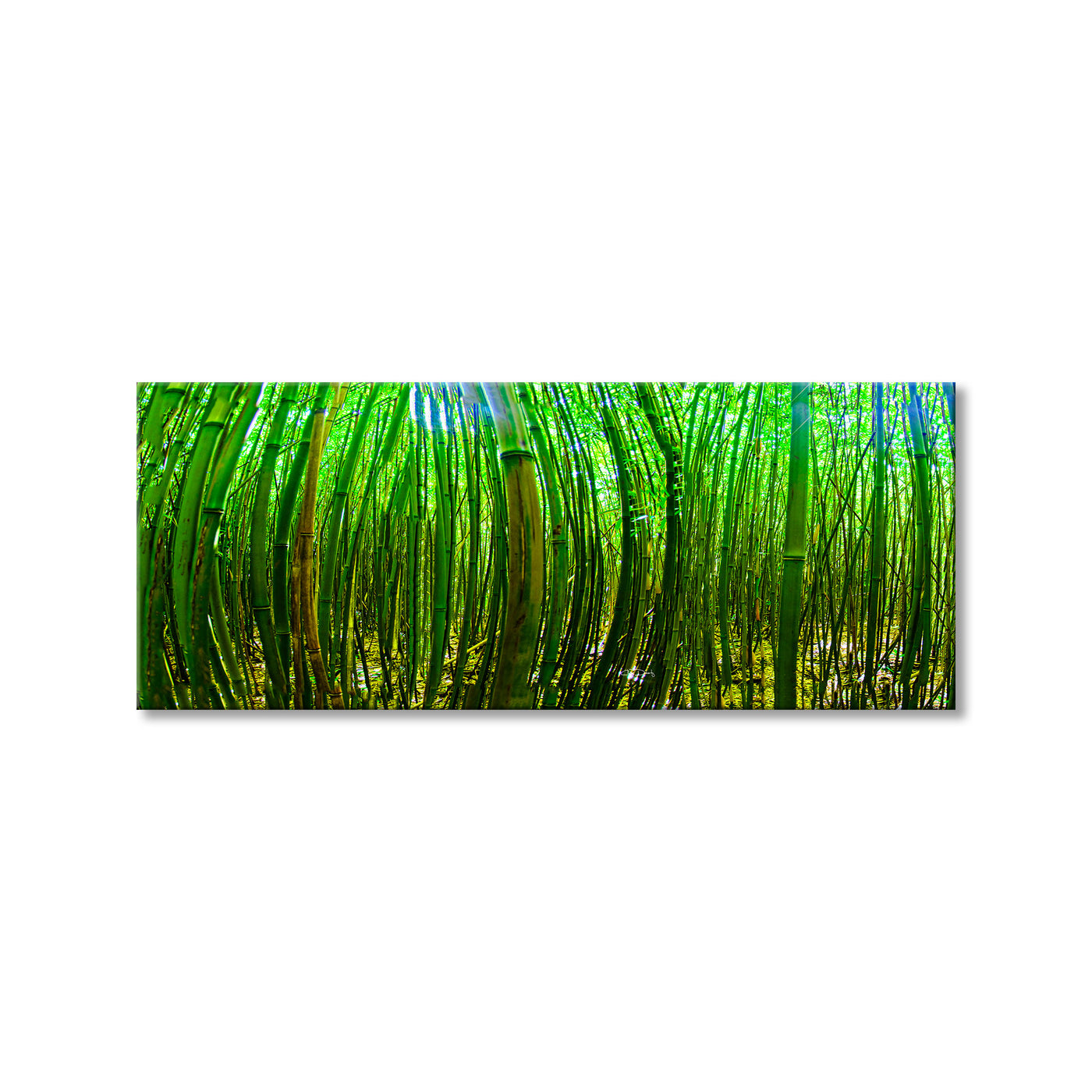 Maui Palms