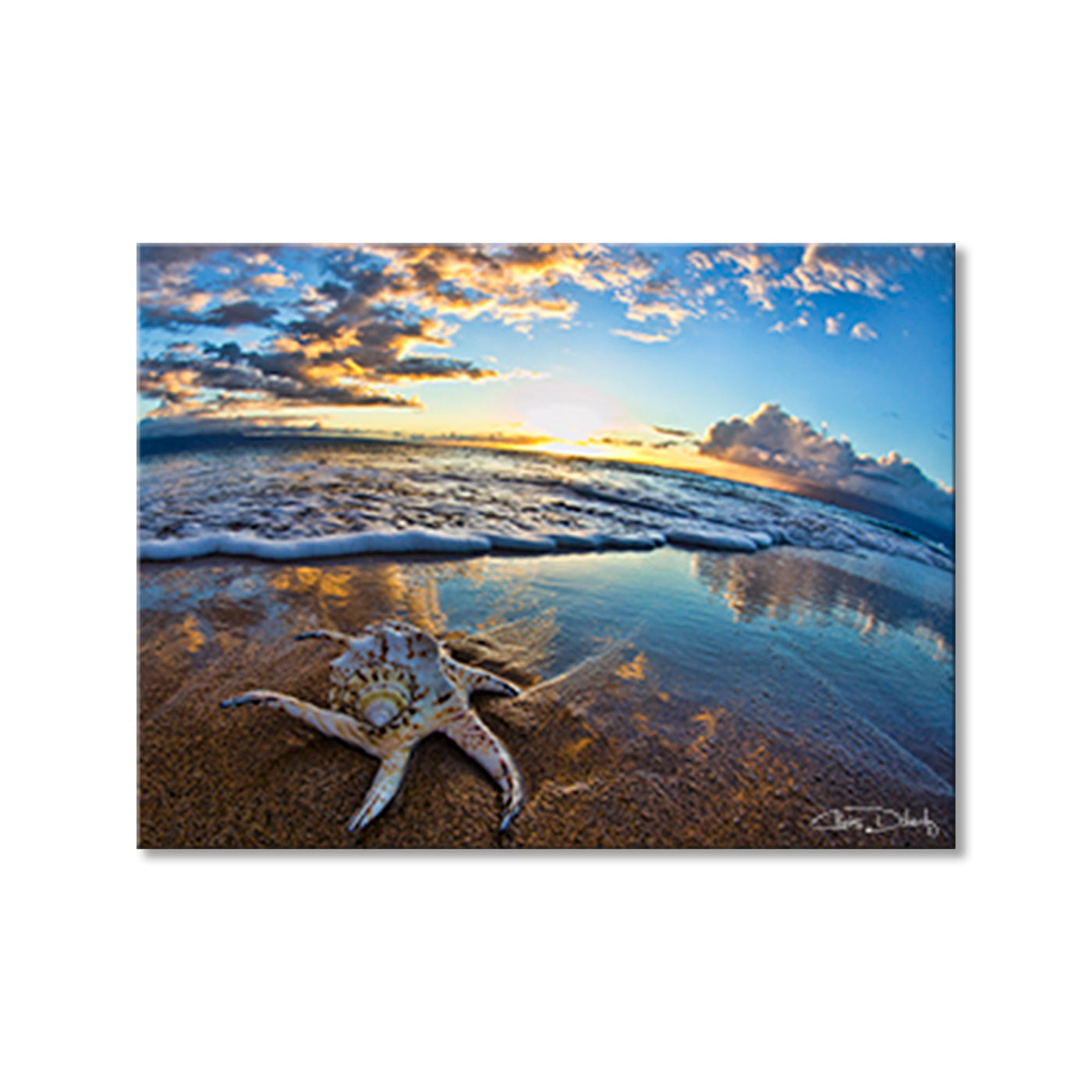 Maui Shell