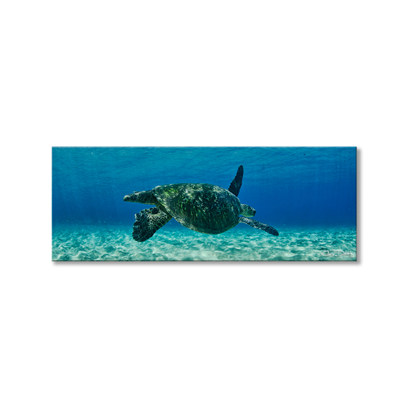 Maui Turtle Drifter