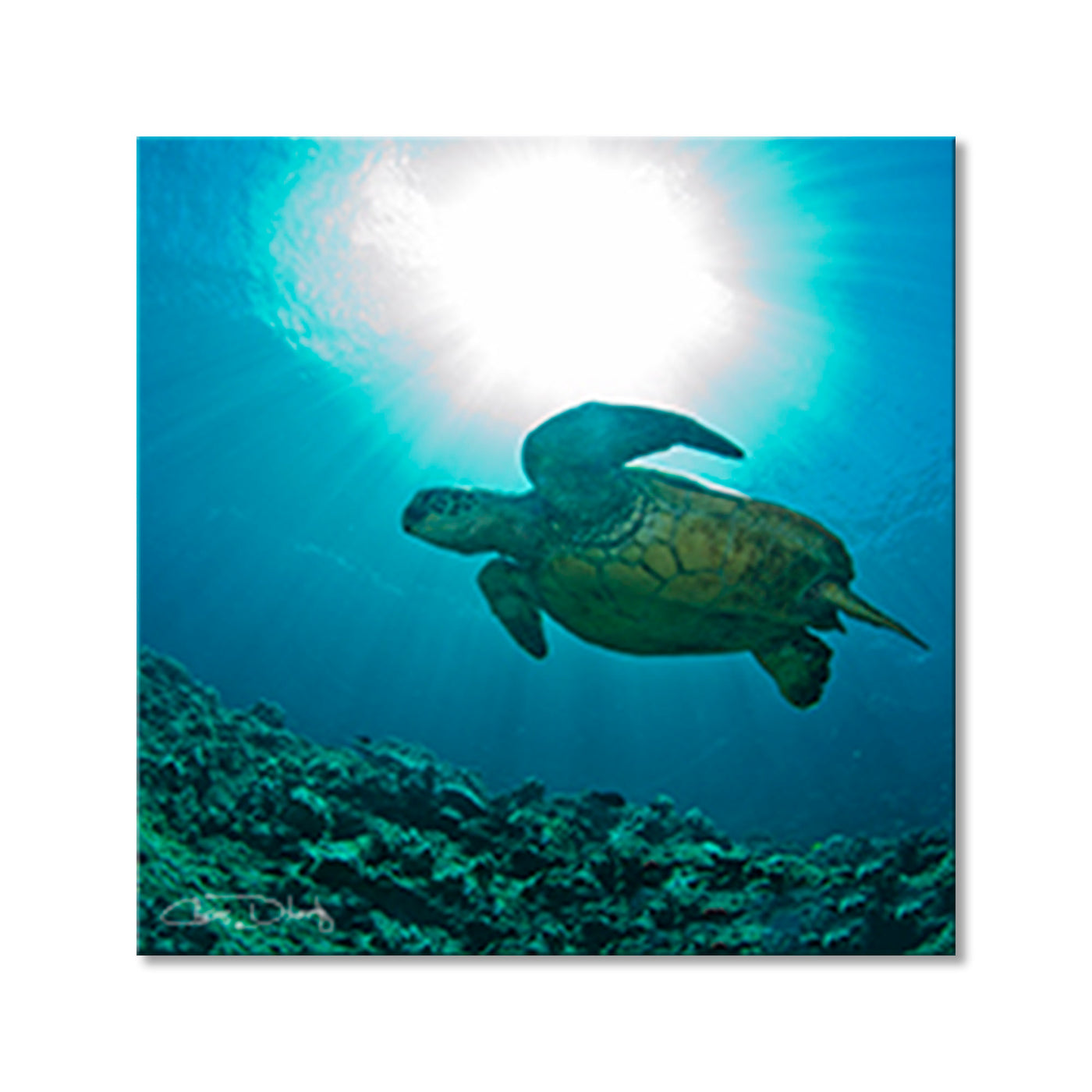 Maui Turtle Blue