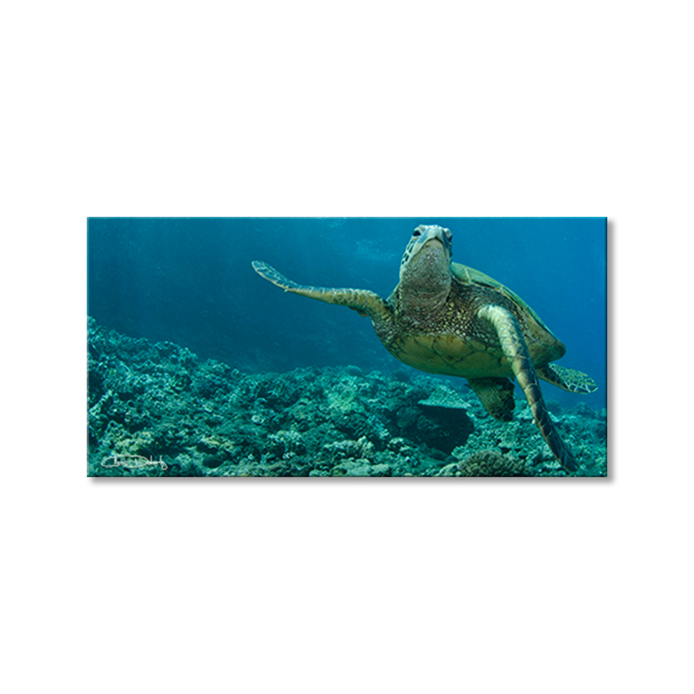 Maui Turtle Stony