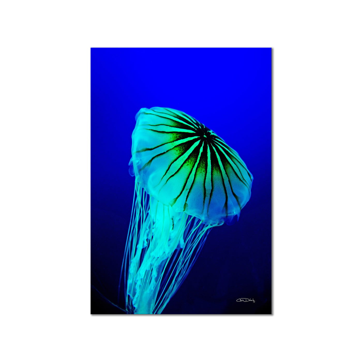 Iridescent Jelly II