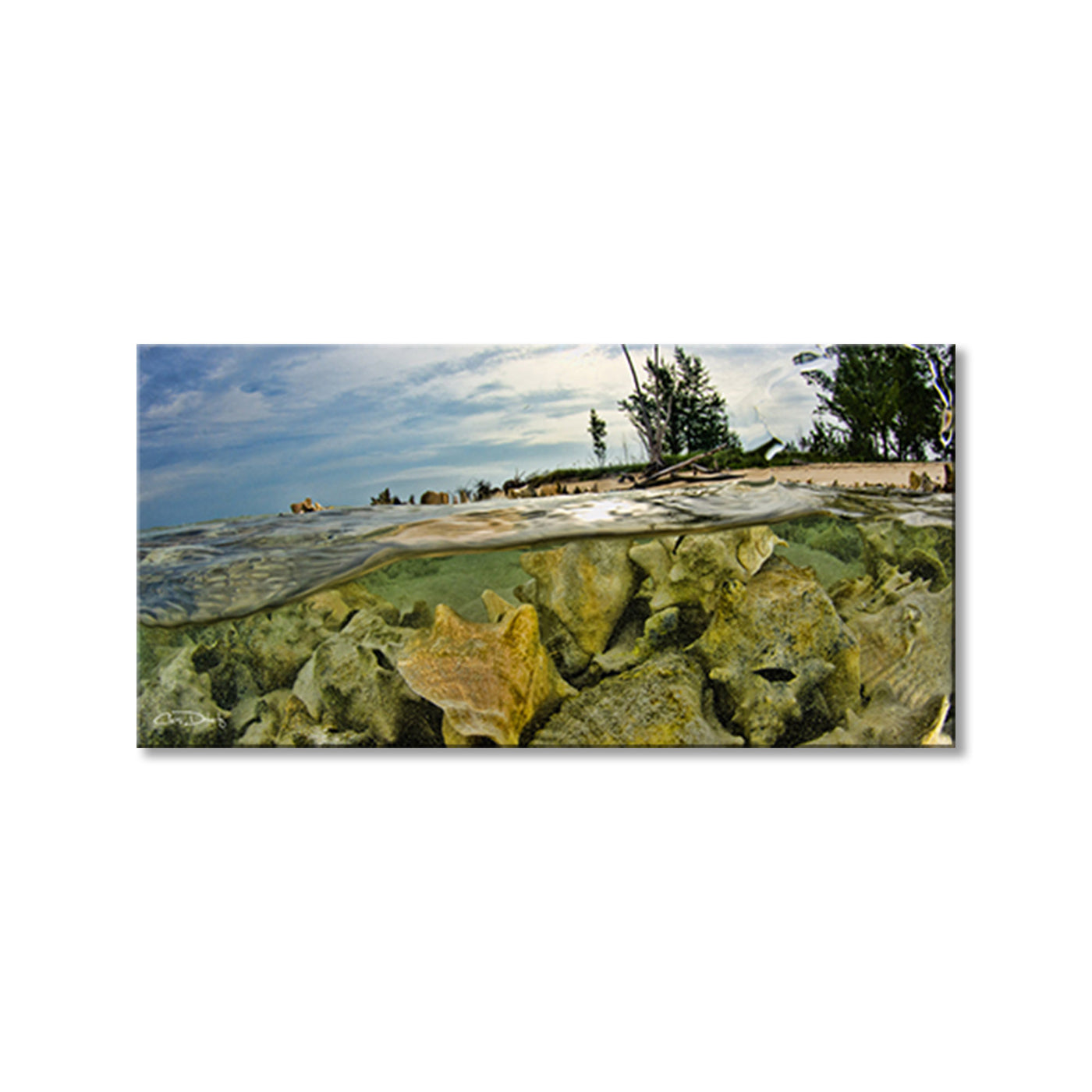 Conch Shells