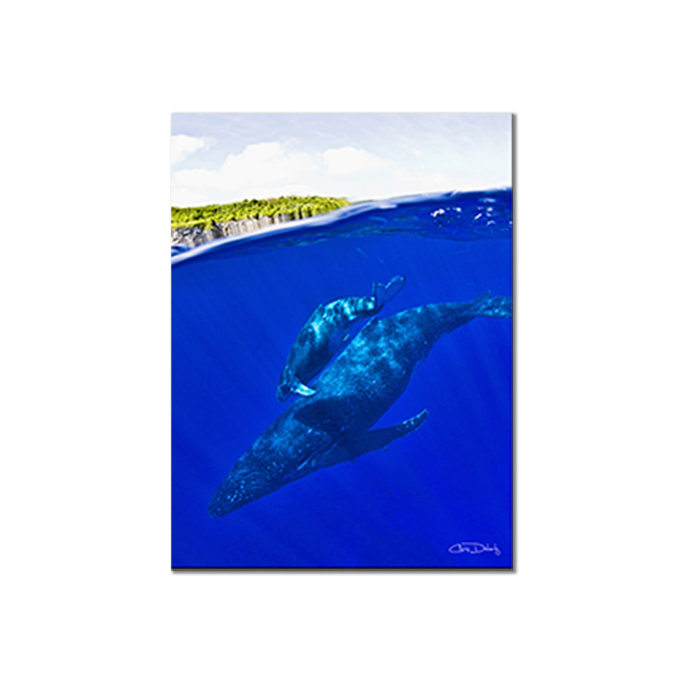 Whales