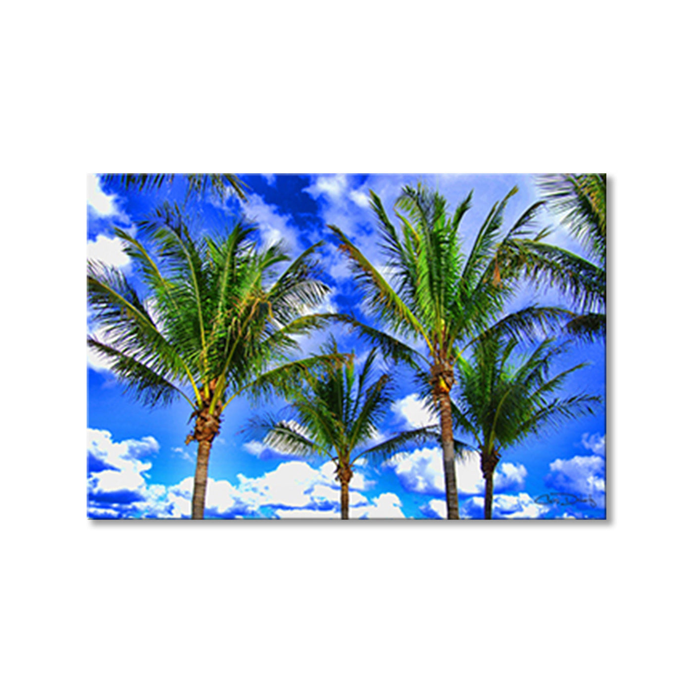 Shady Palms