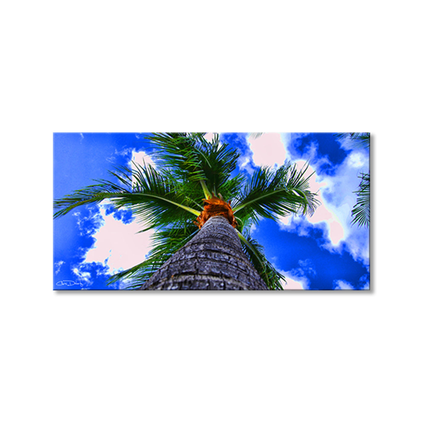 Palms III