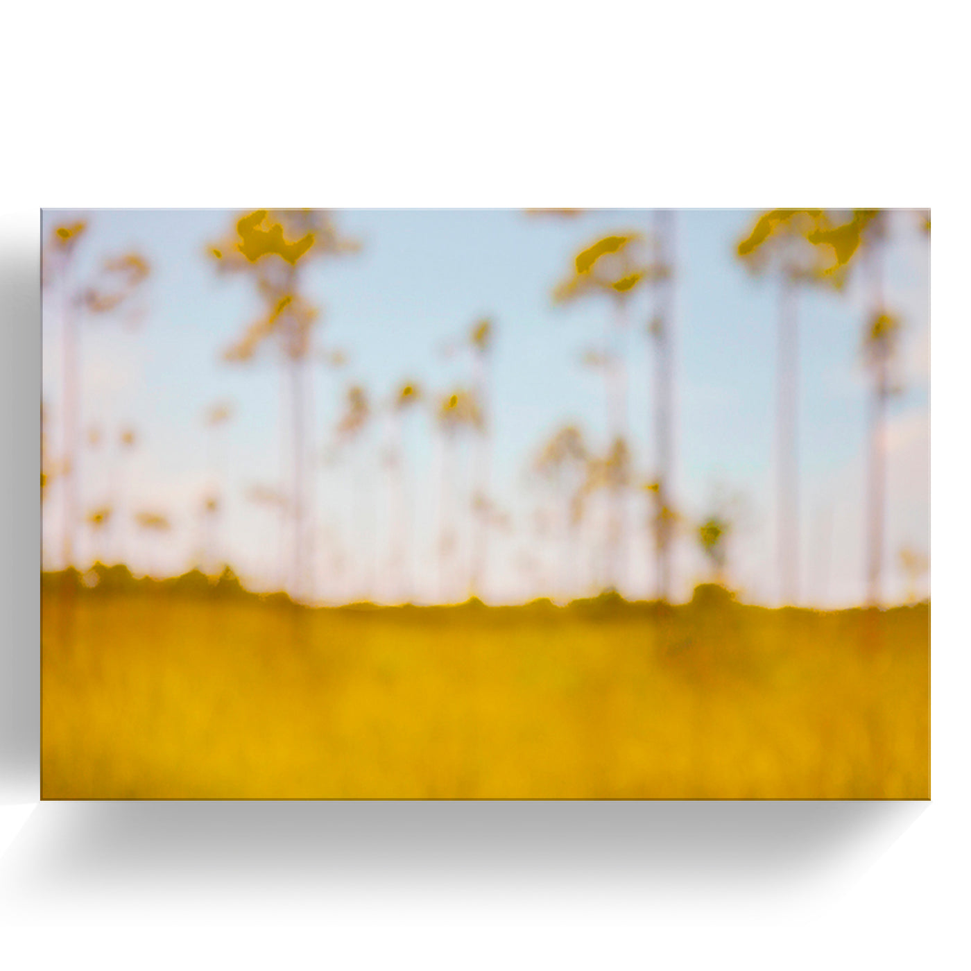 Everglades Trees