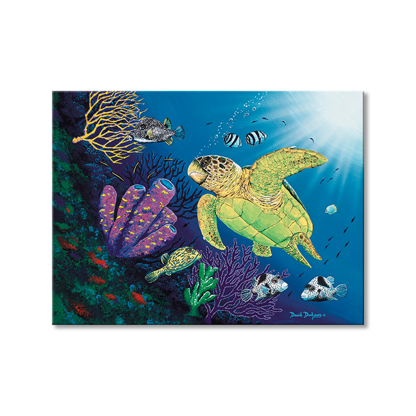 Boxfish Reef