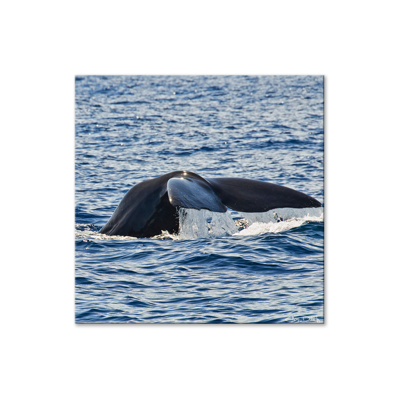 Whale