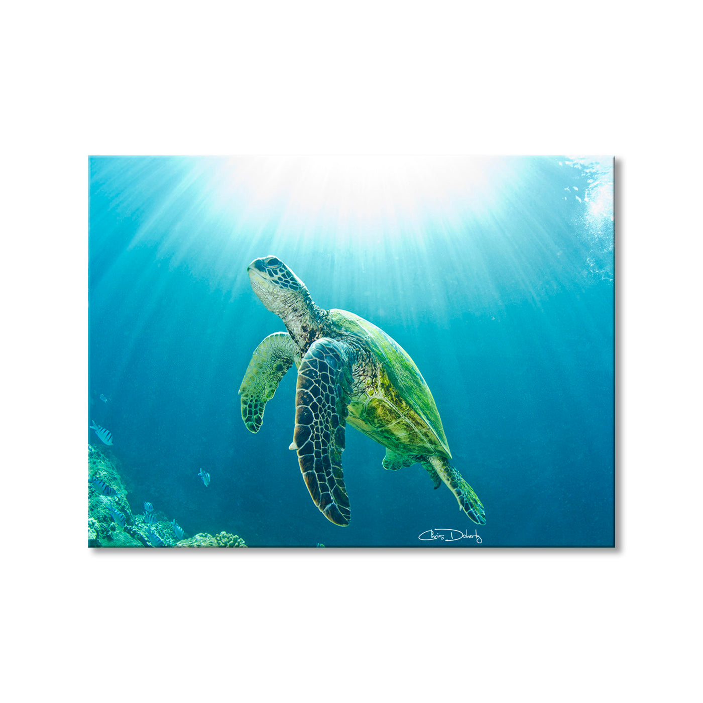 Sea Turtle