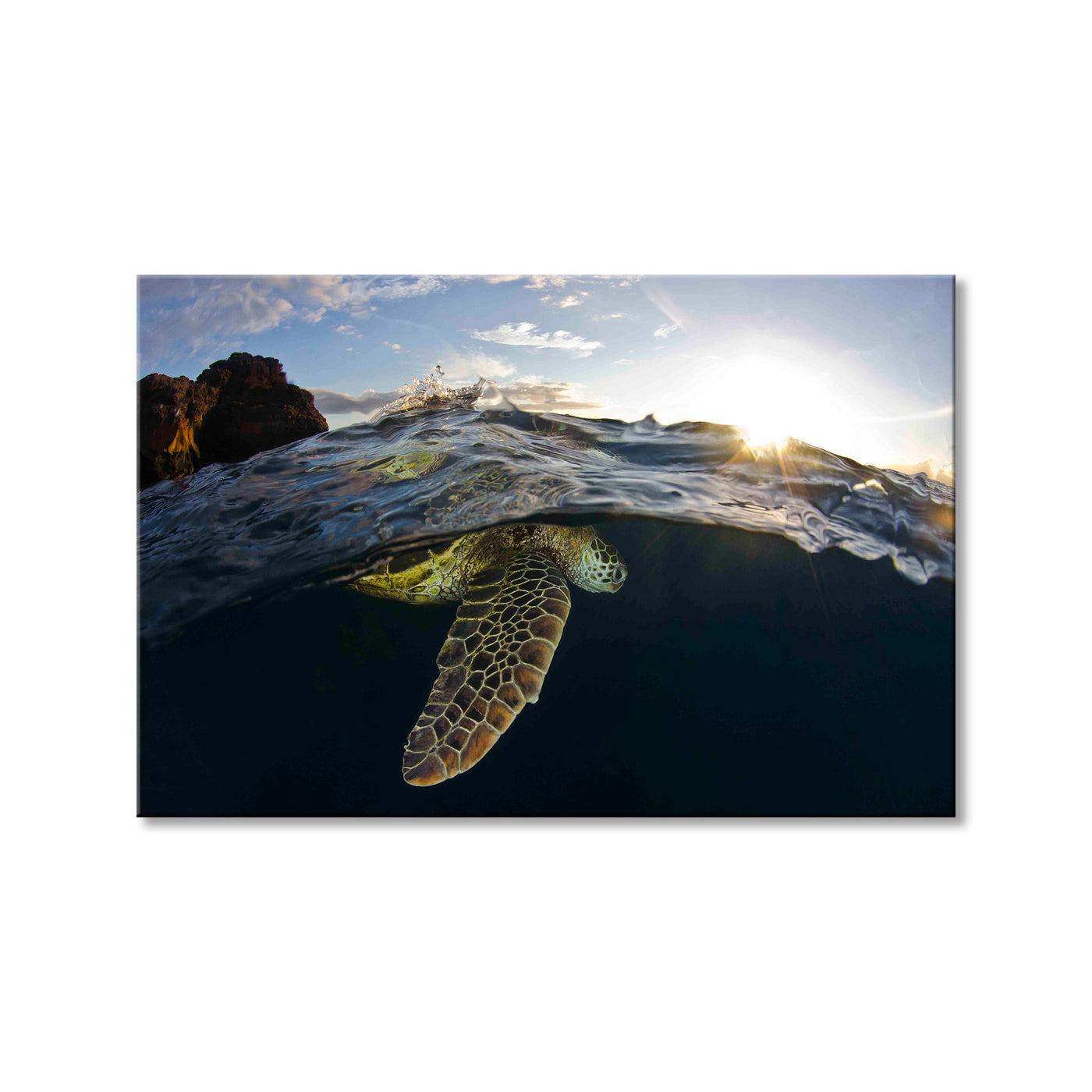 Sea Turtle
