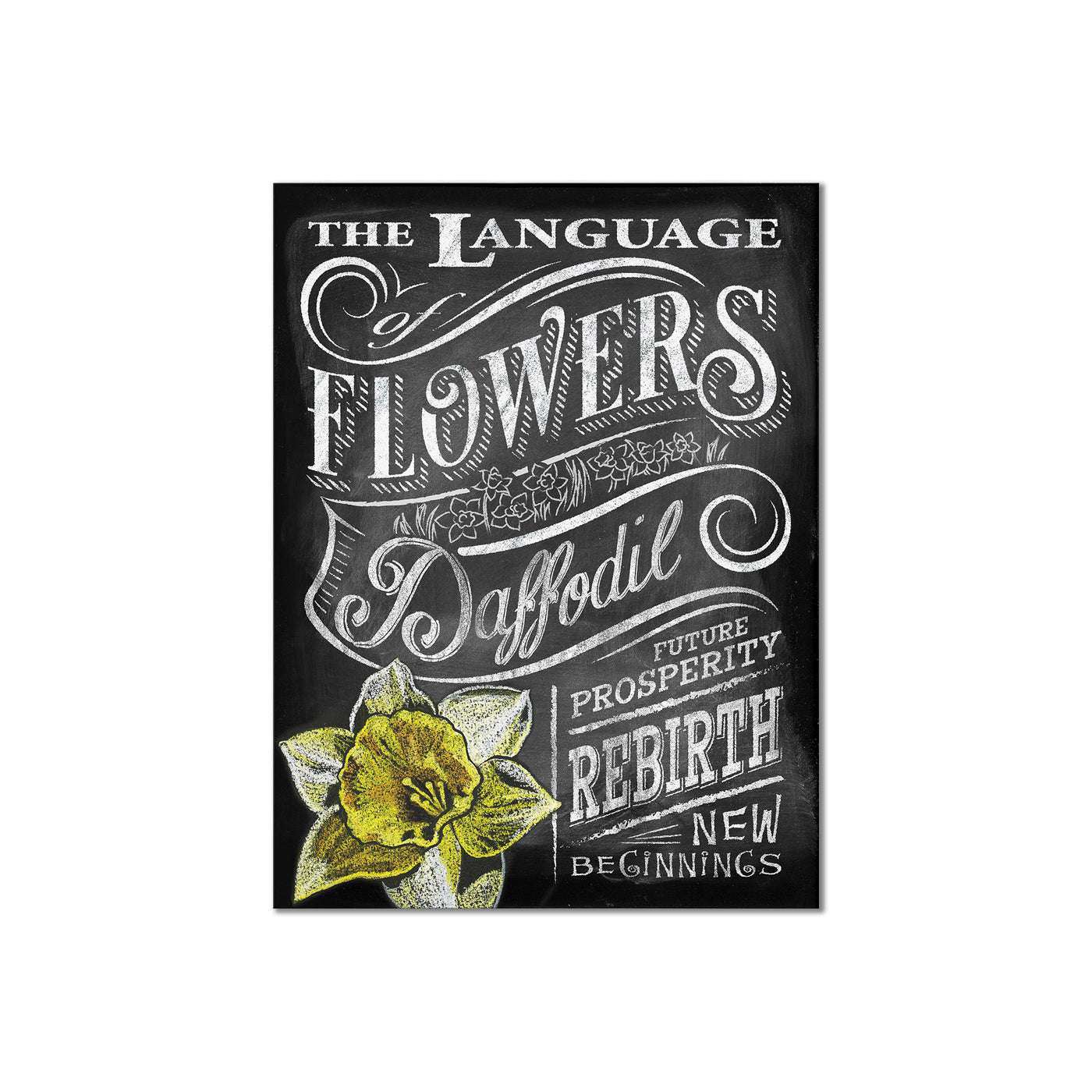 Language of Flowers - Daffodil