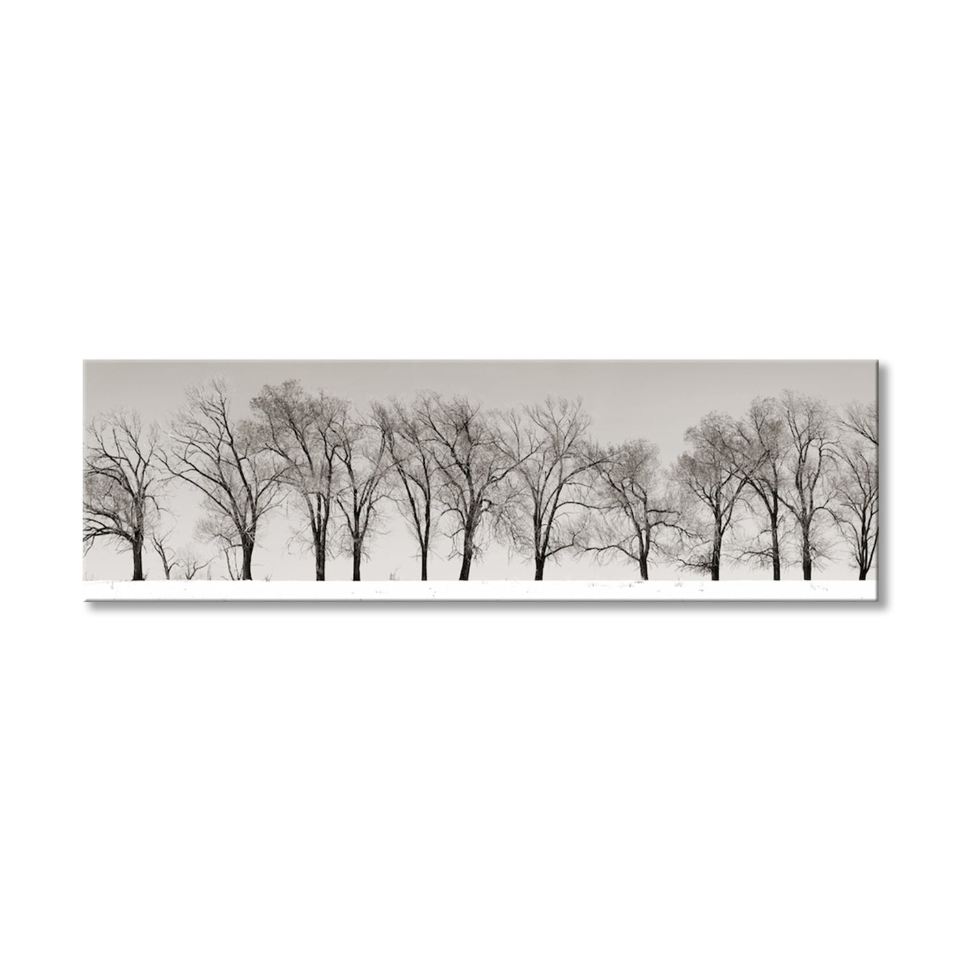 Winter Trees