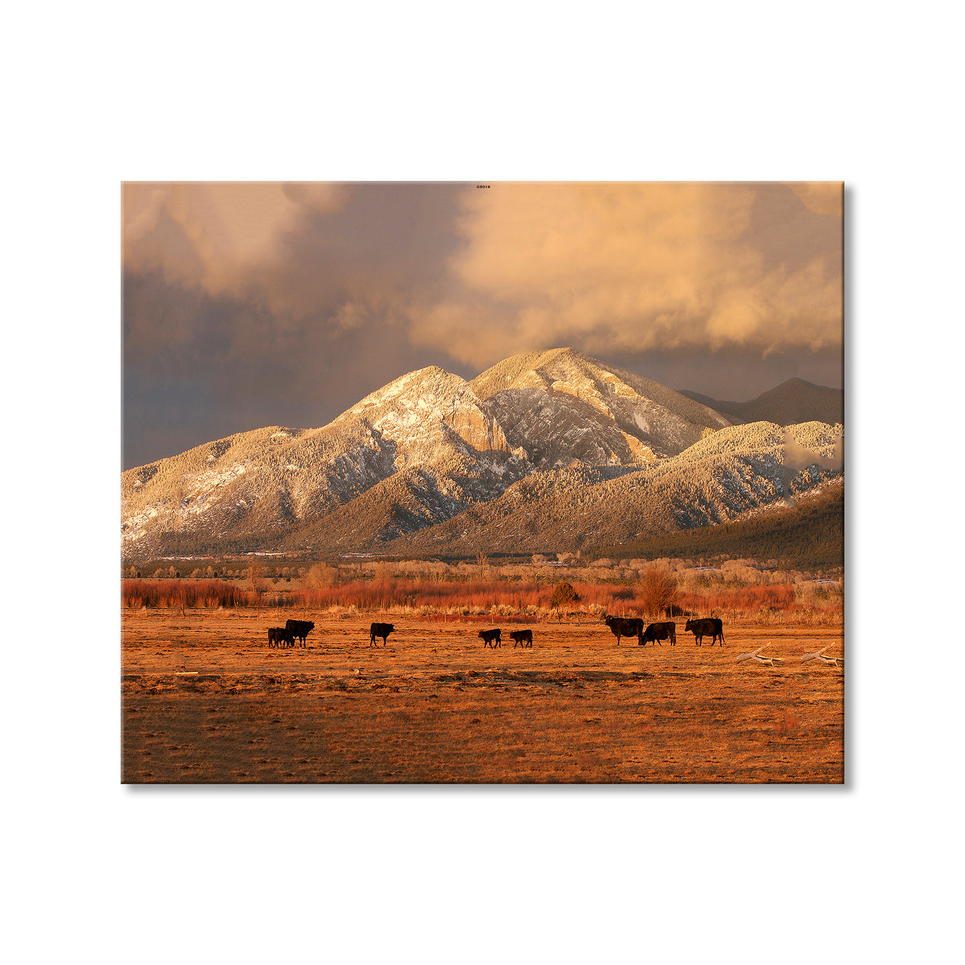 El Salto Cattle