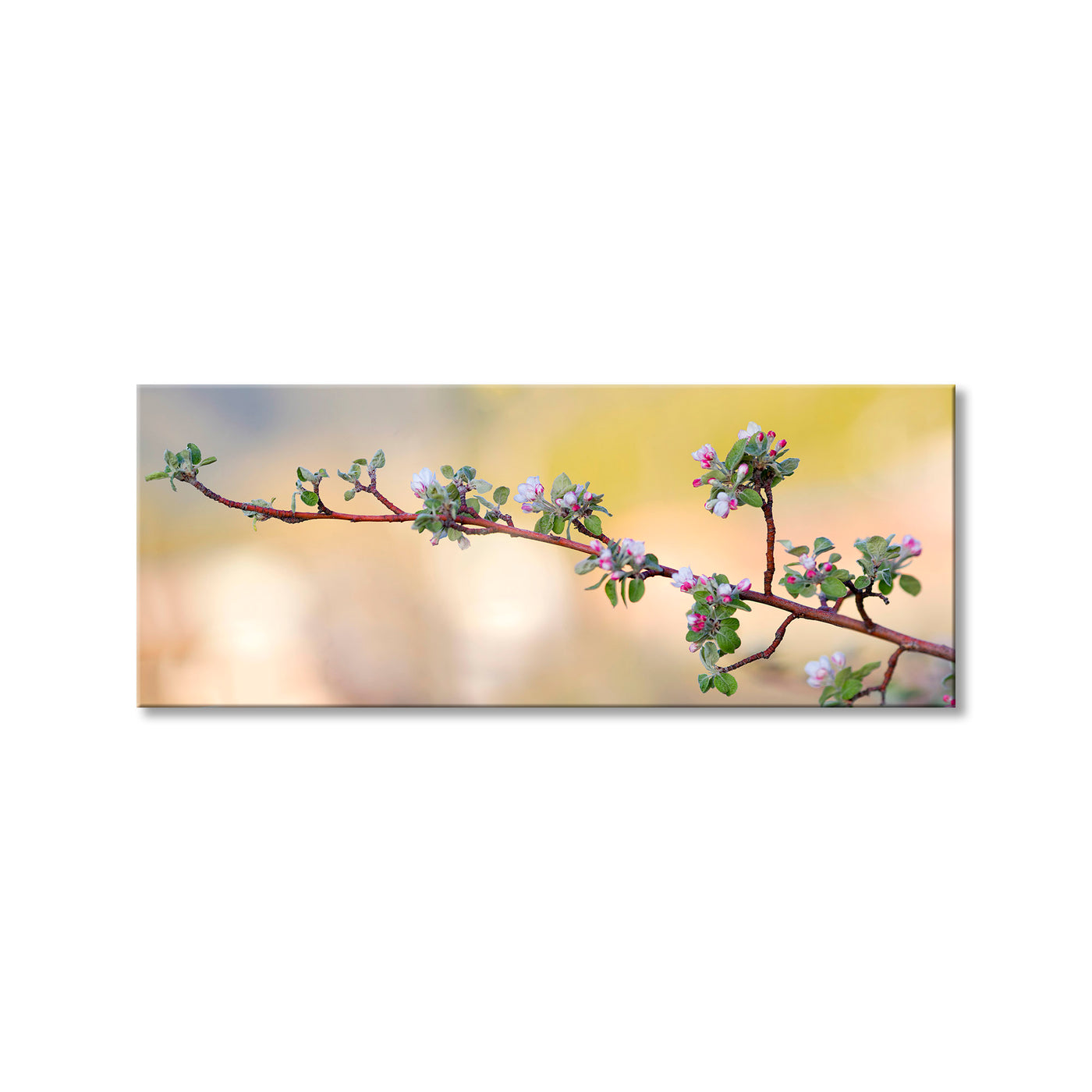 Apple Blossom
