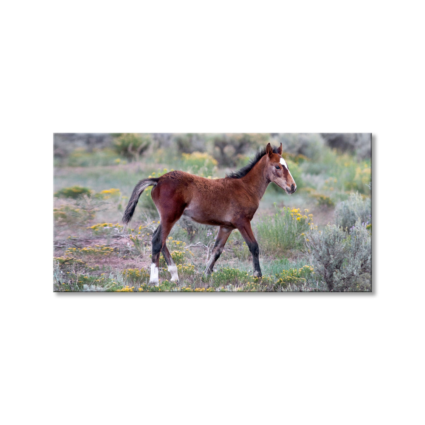 Mustang Foal