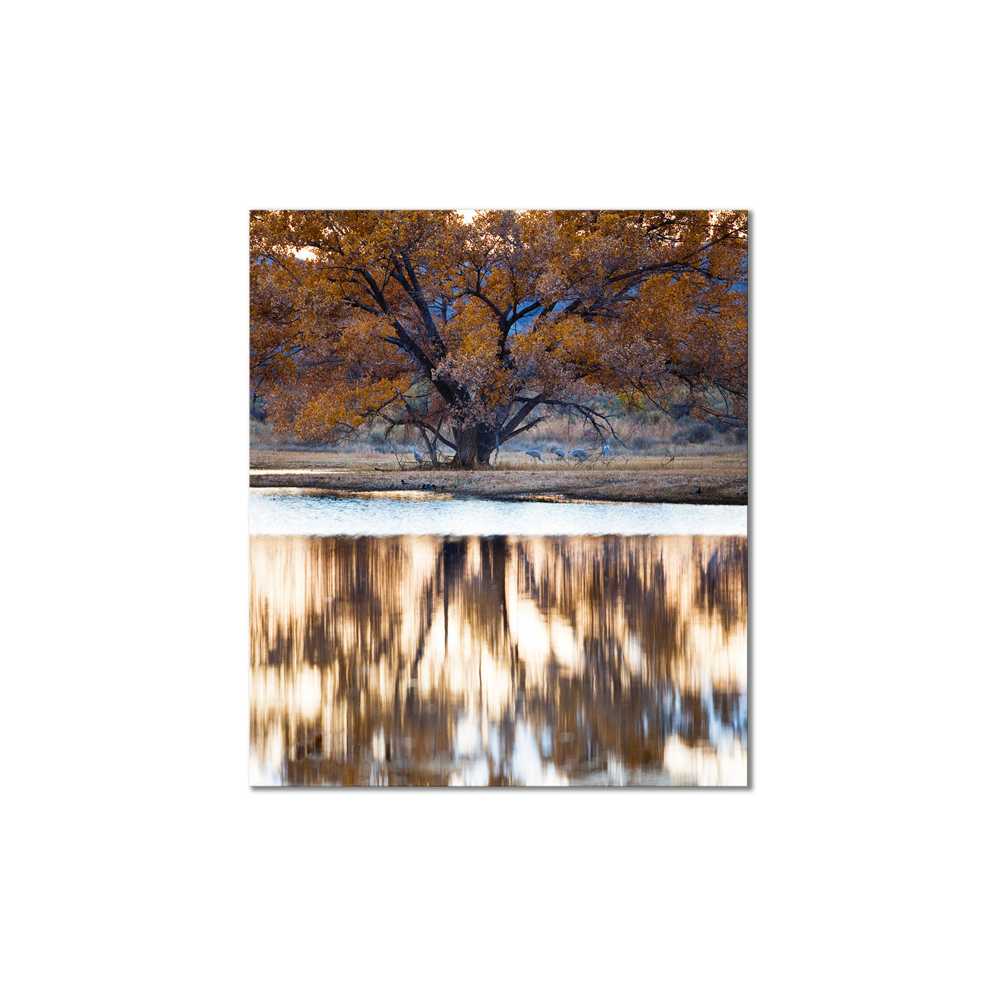 Bosque Lake