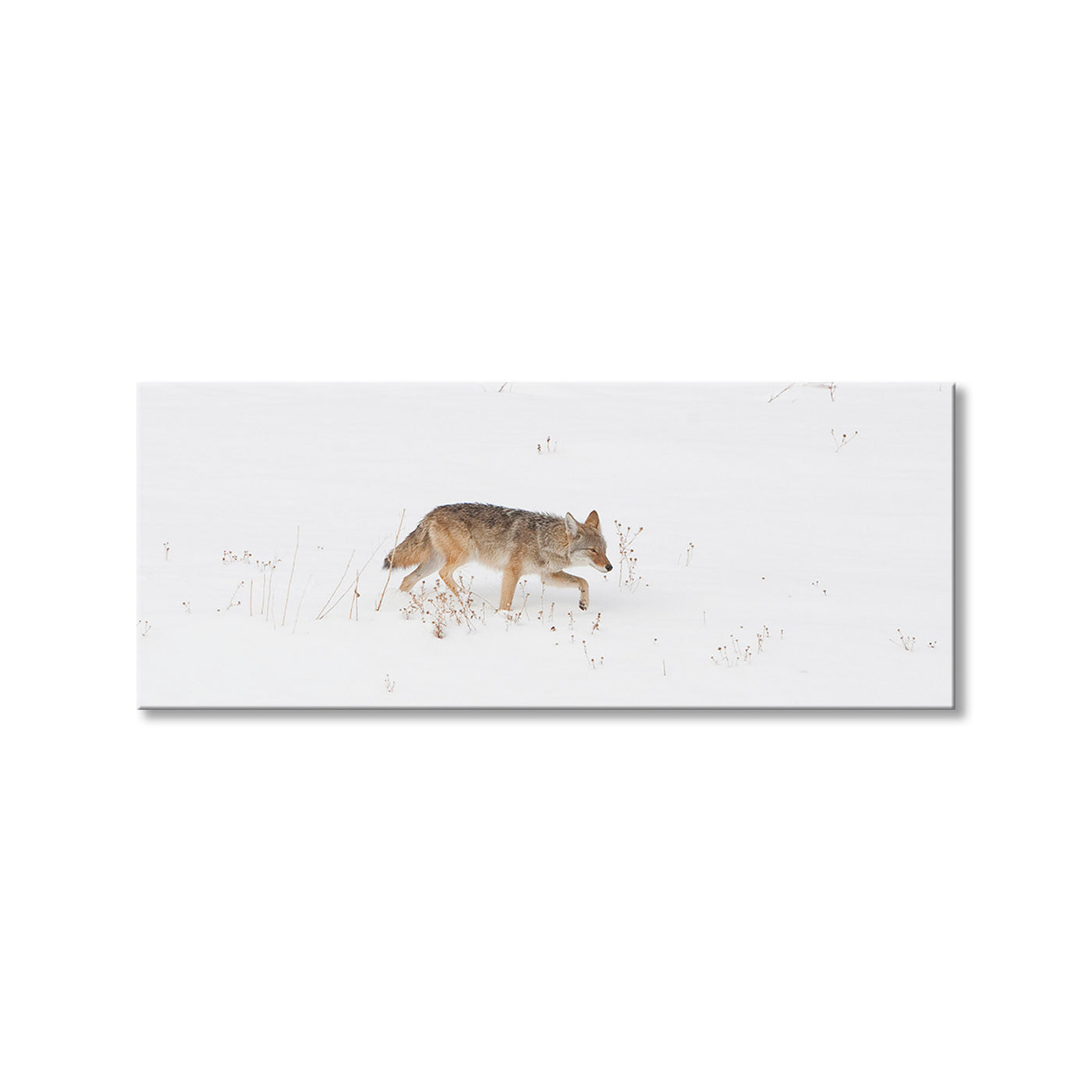 Coyote Snow