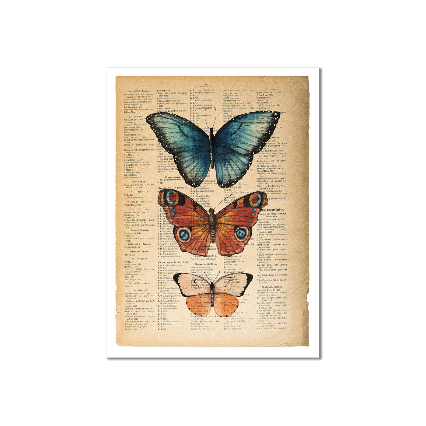 Butterfly Study II
