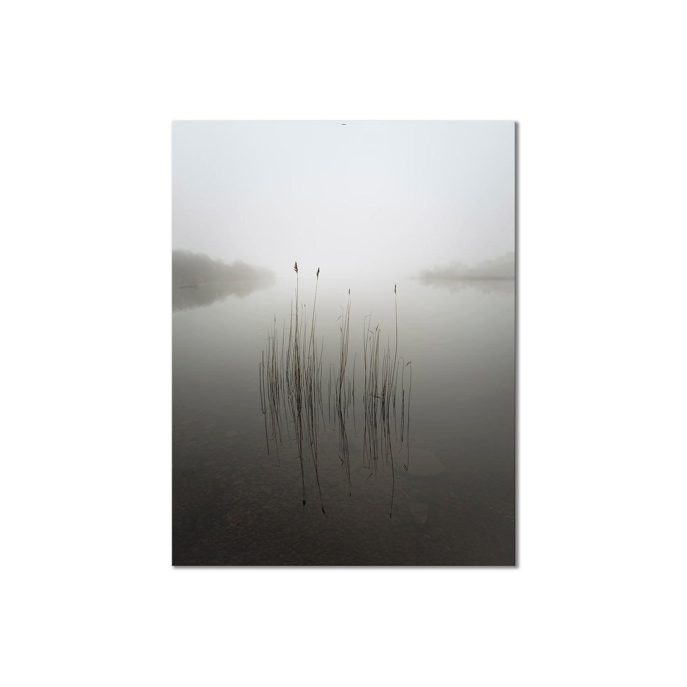 Reeds in the Mist