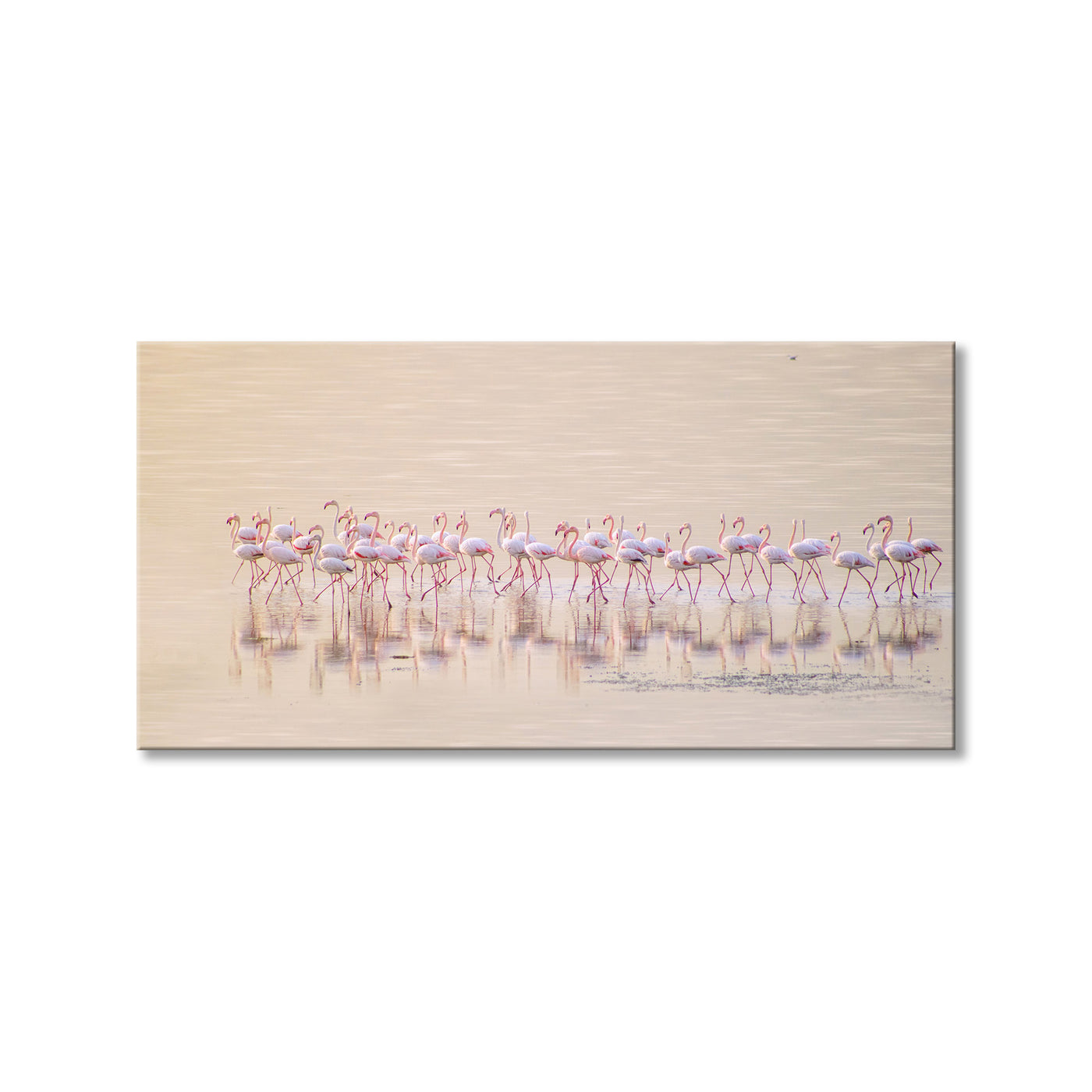Marching Pinks