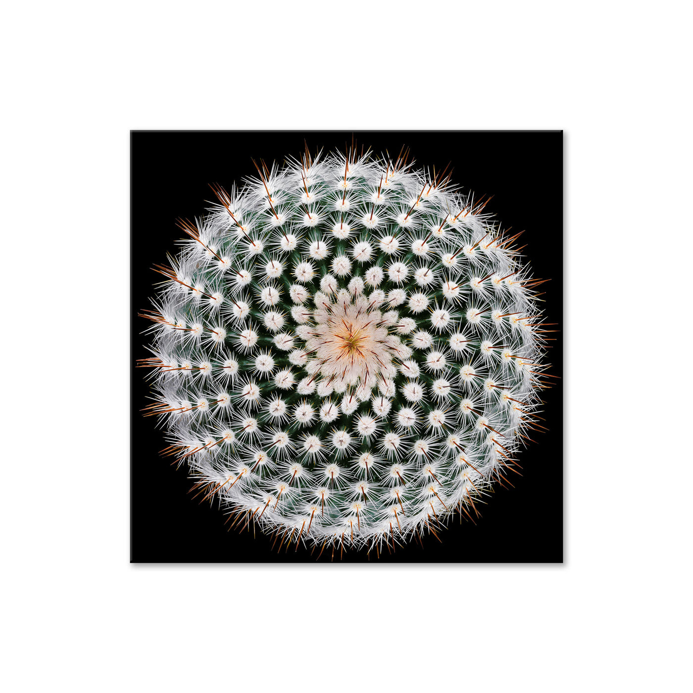 Notocactus Scopa