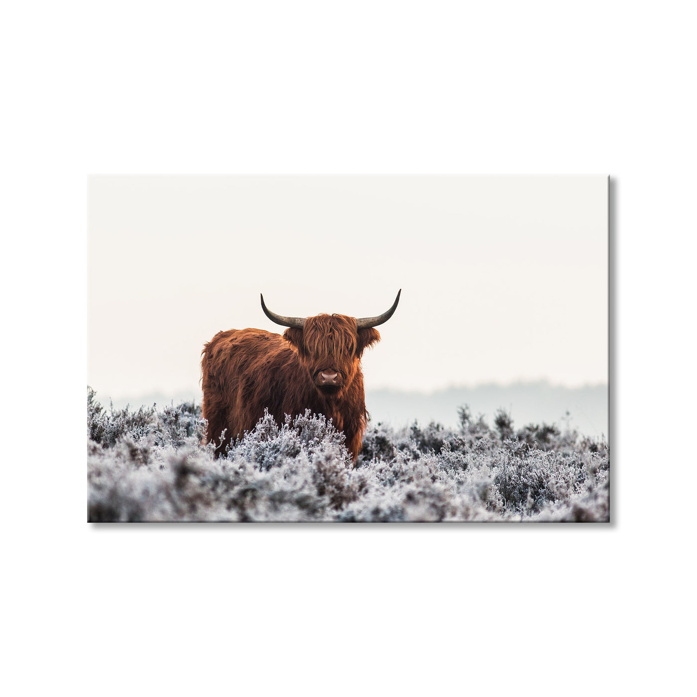Highlander