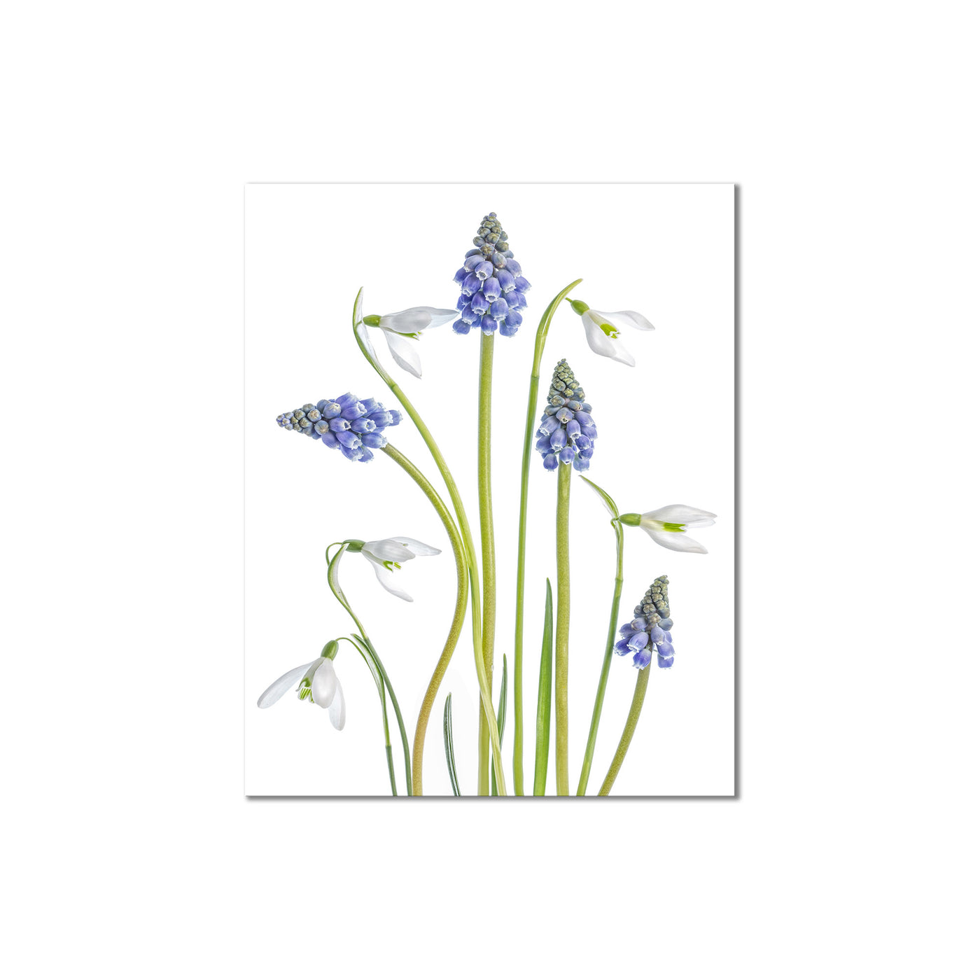 Muscari and Galanthus