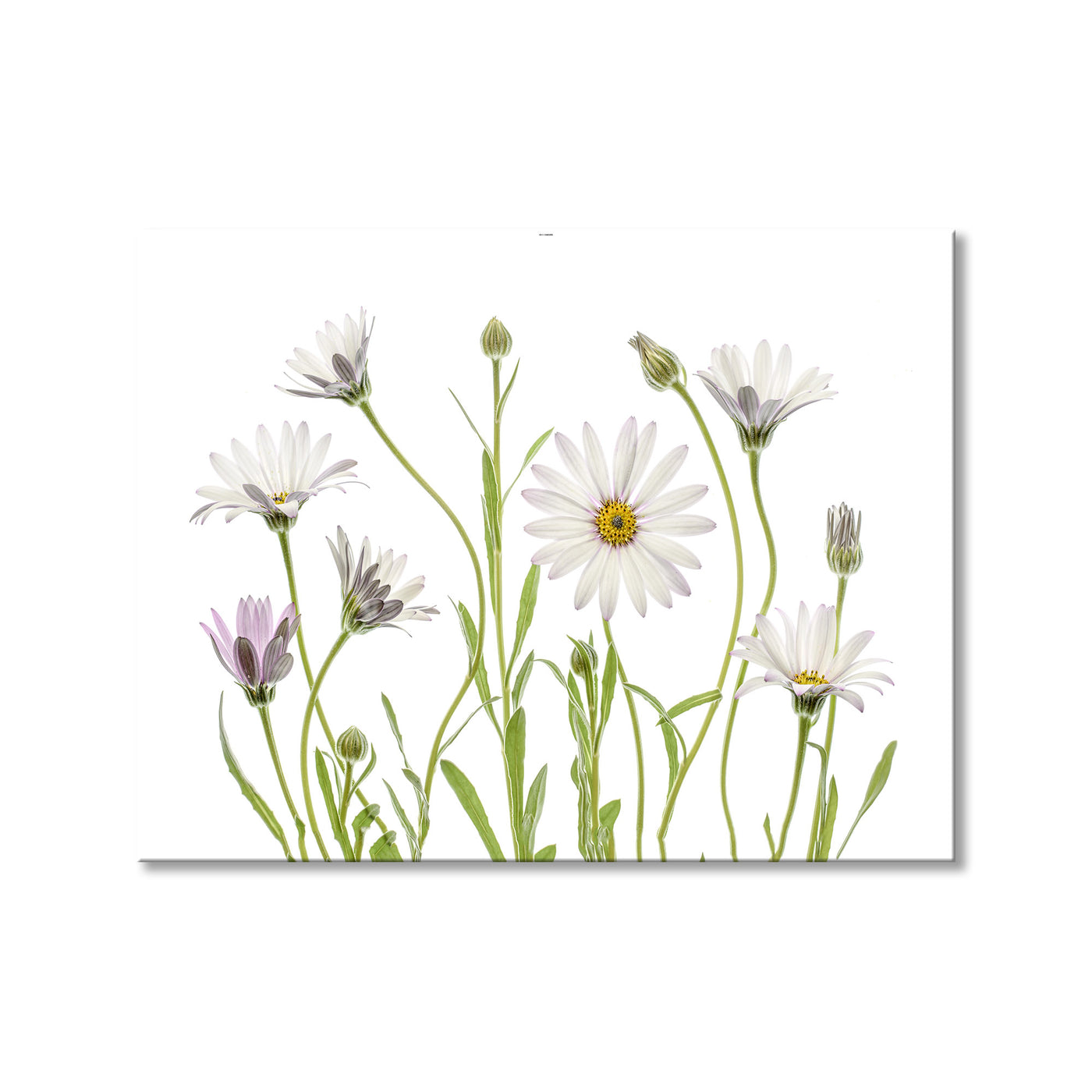 Cape Daisies
