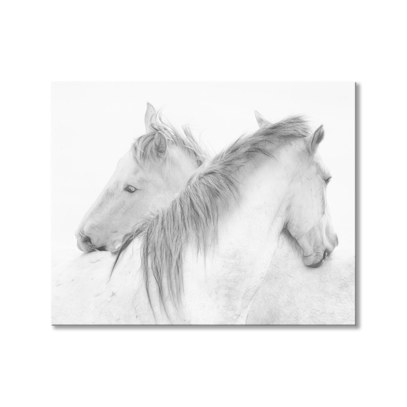 Horses