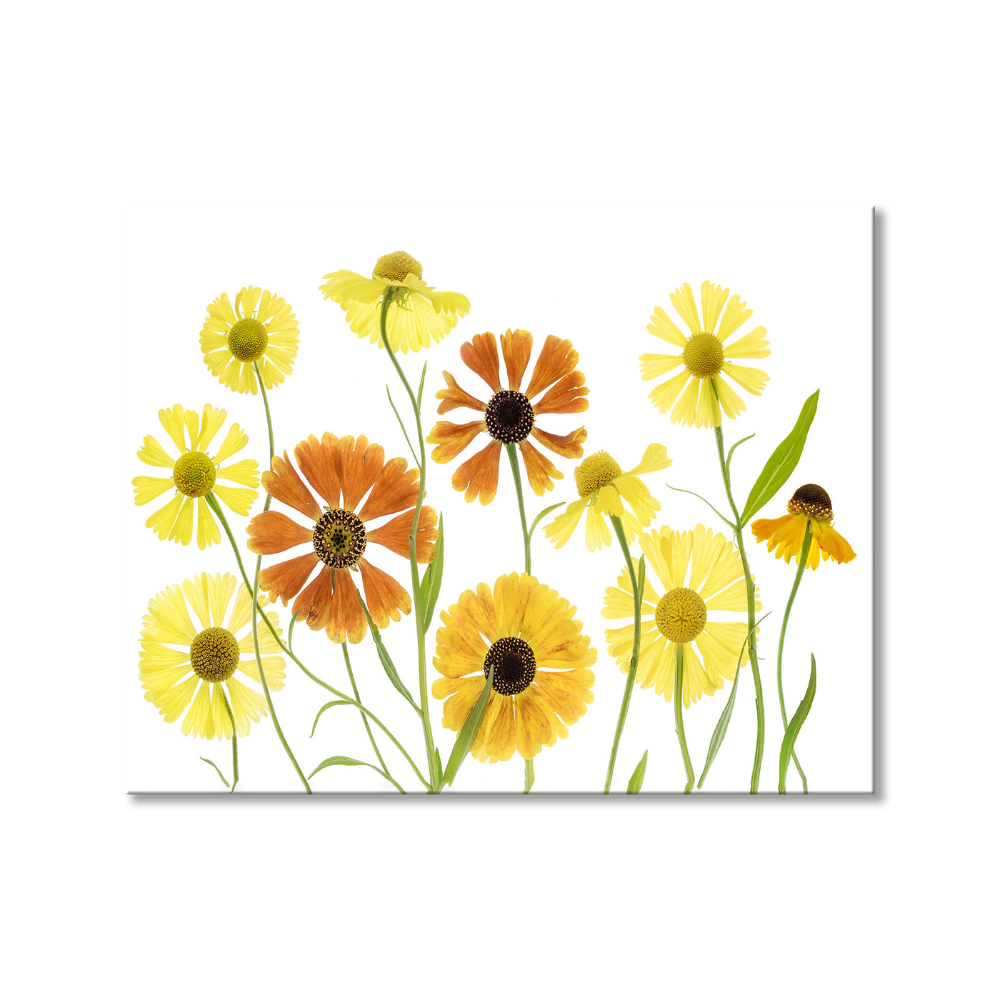 Helenium