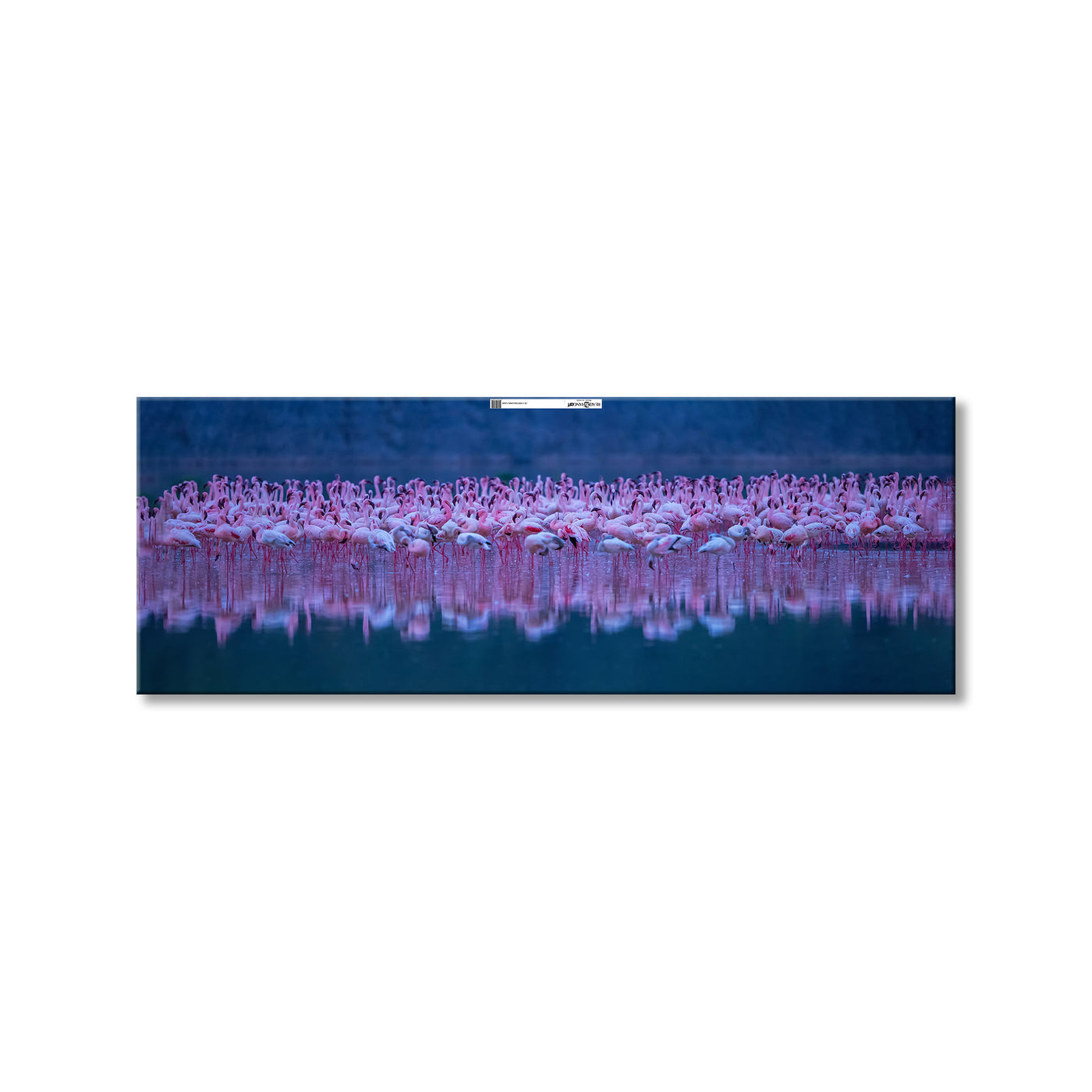 Flamingos