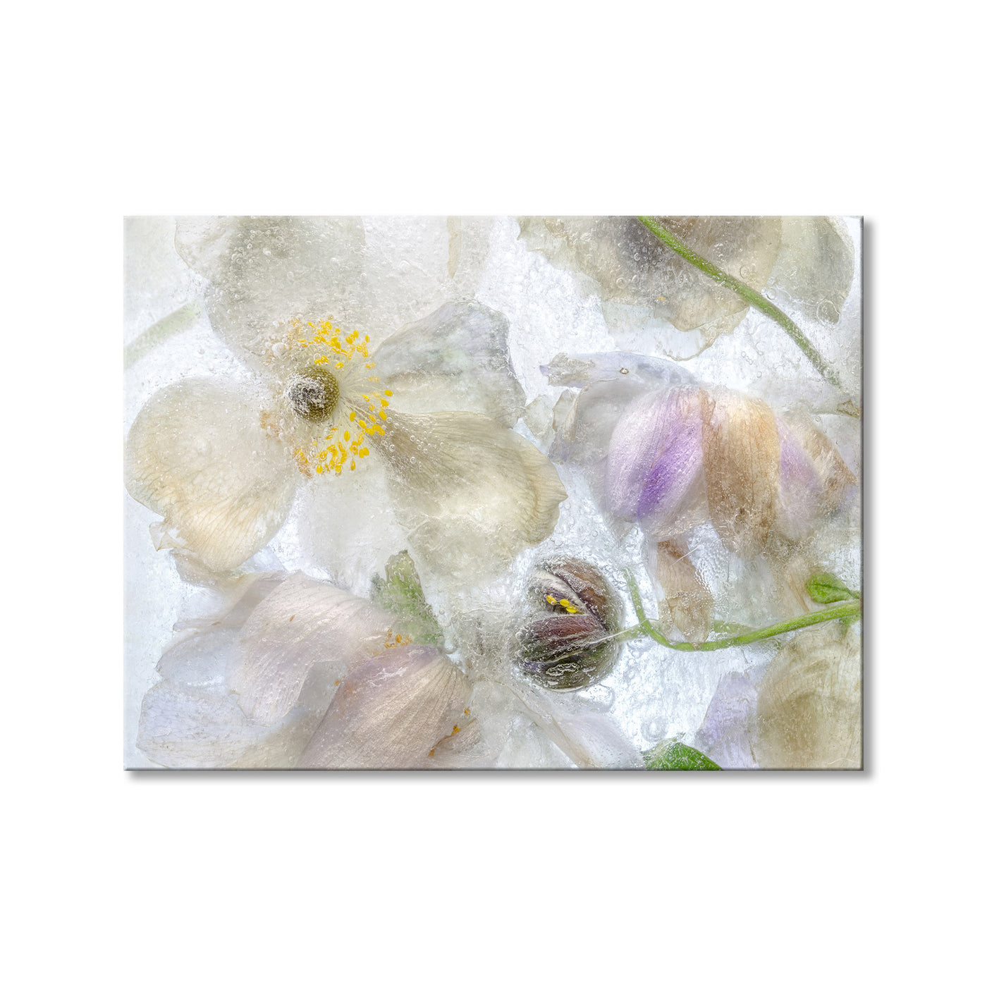 Anemone Frost