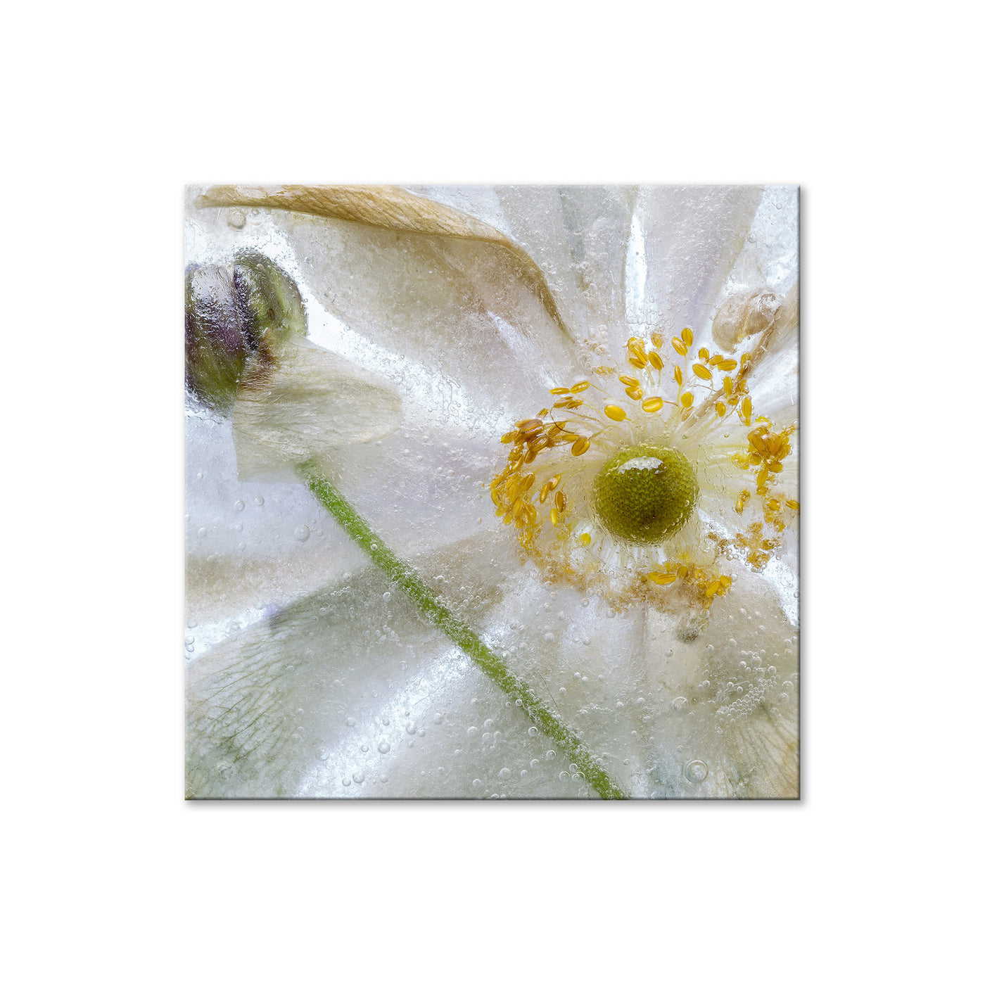 Floral Freeze