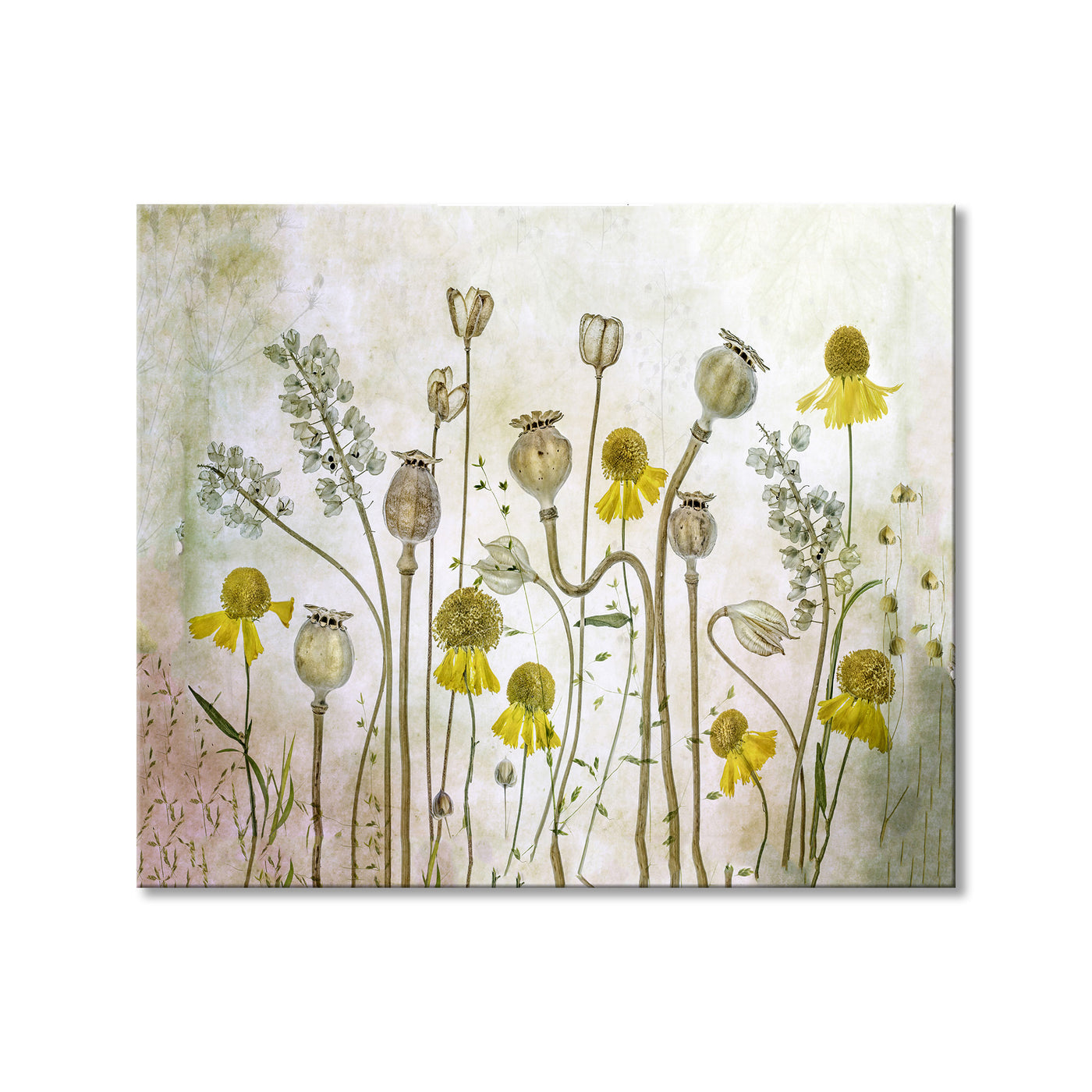 Poppies and Helenium