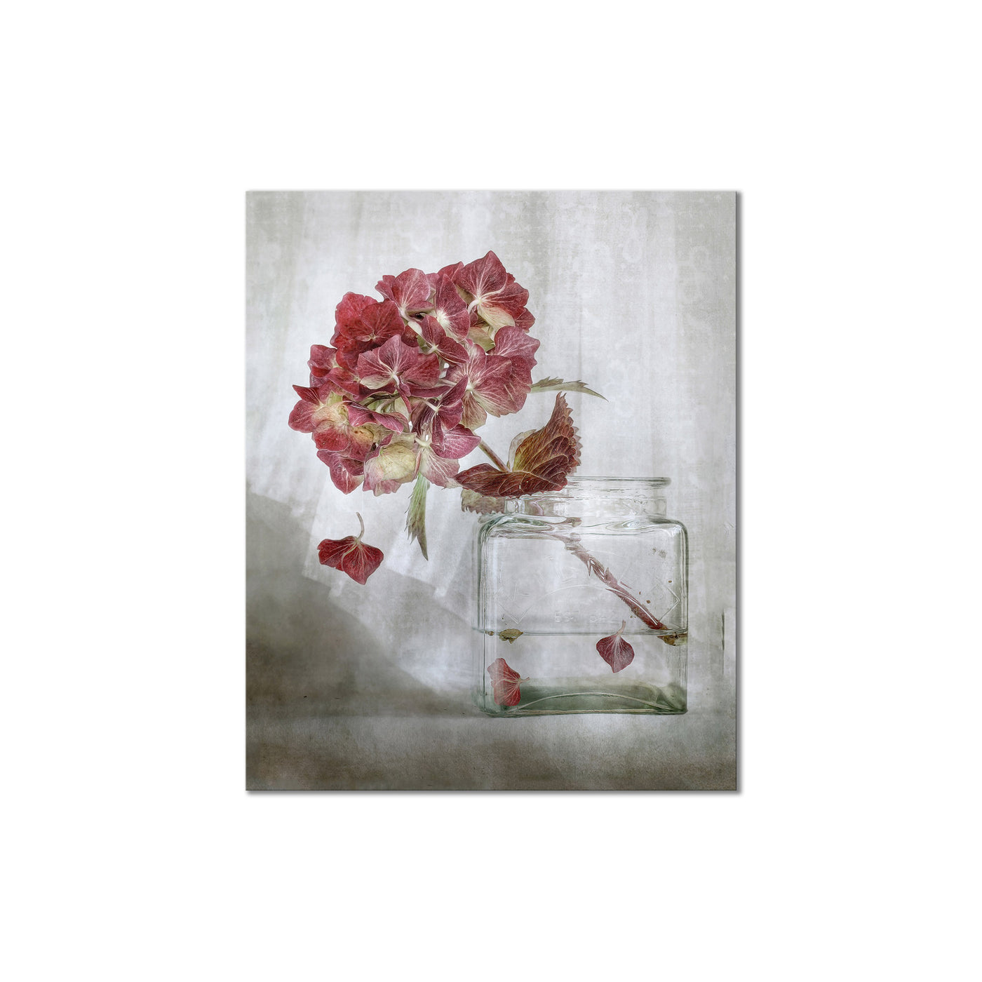 Hydrangea