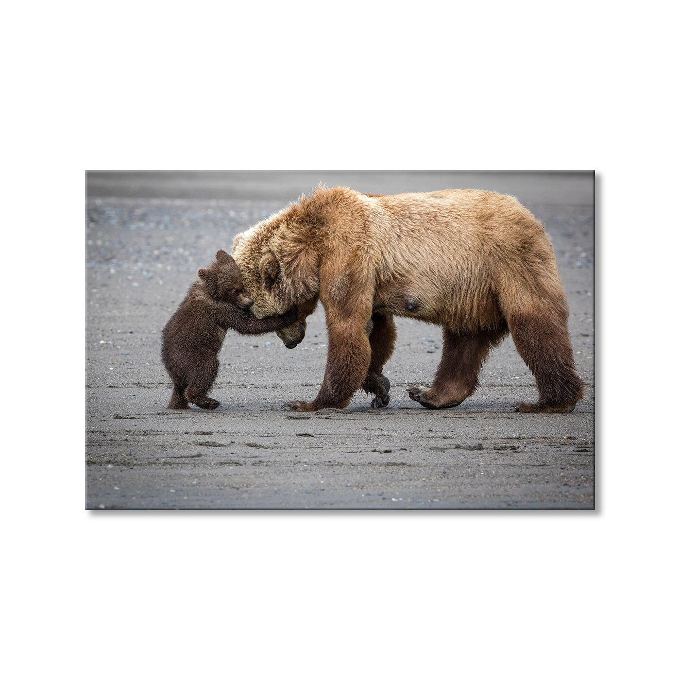 A Little Bear Hug