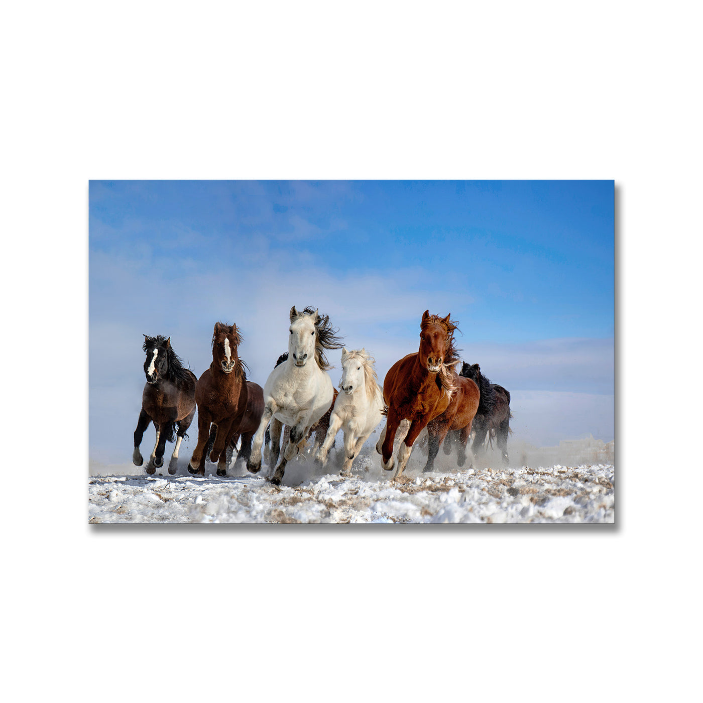 Mongolia Horses