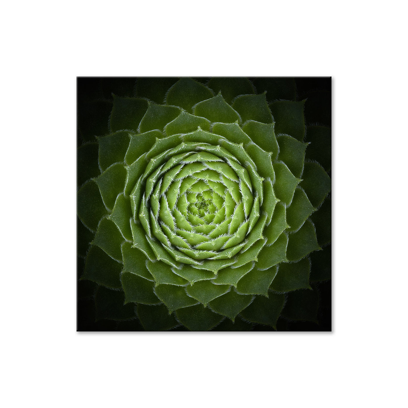 Succulent