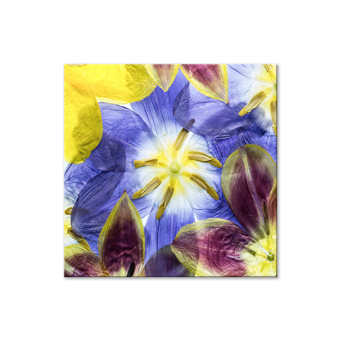 Tulips I