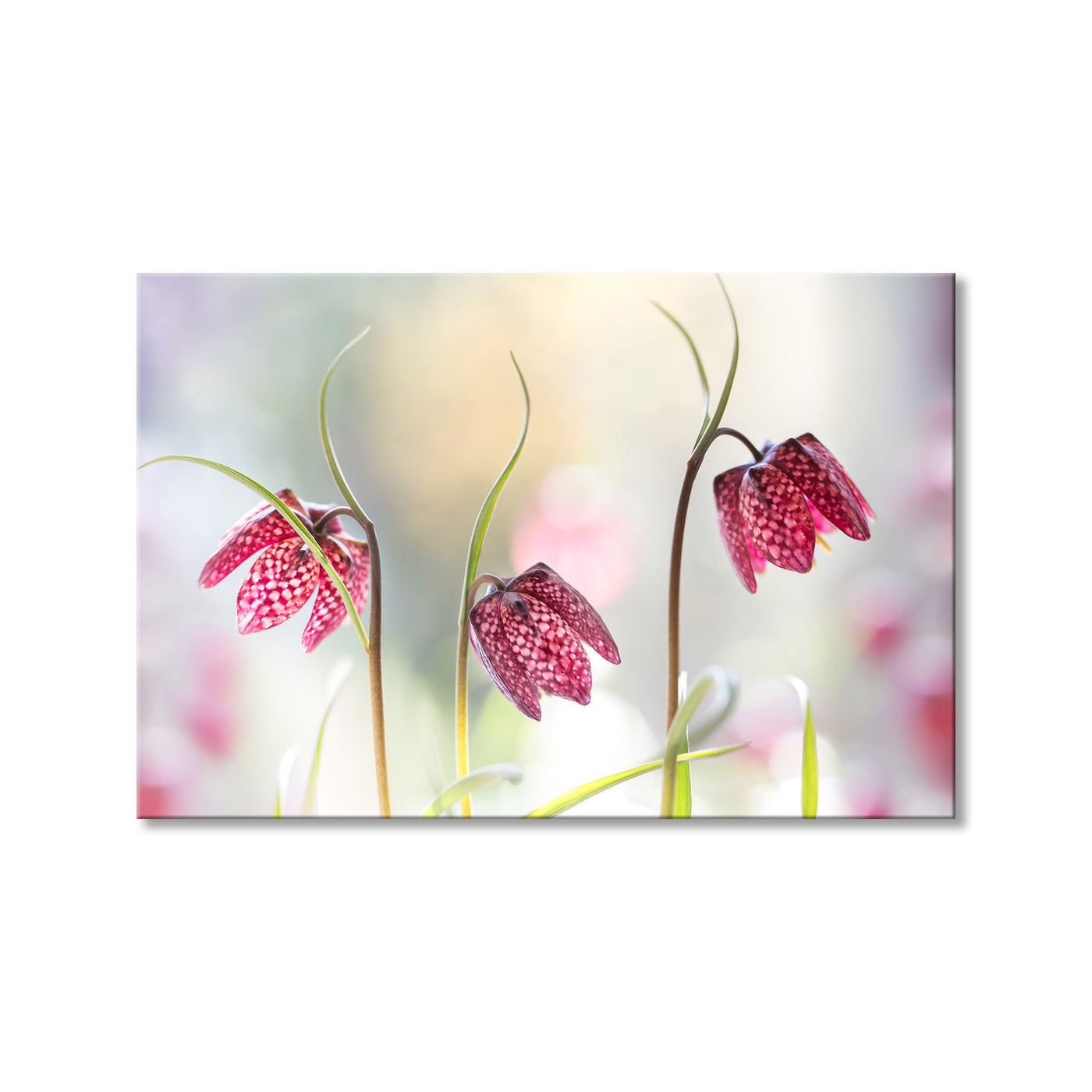 Snakes Head Fritillary