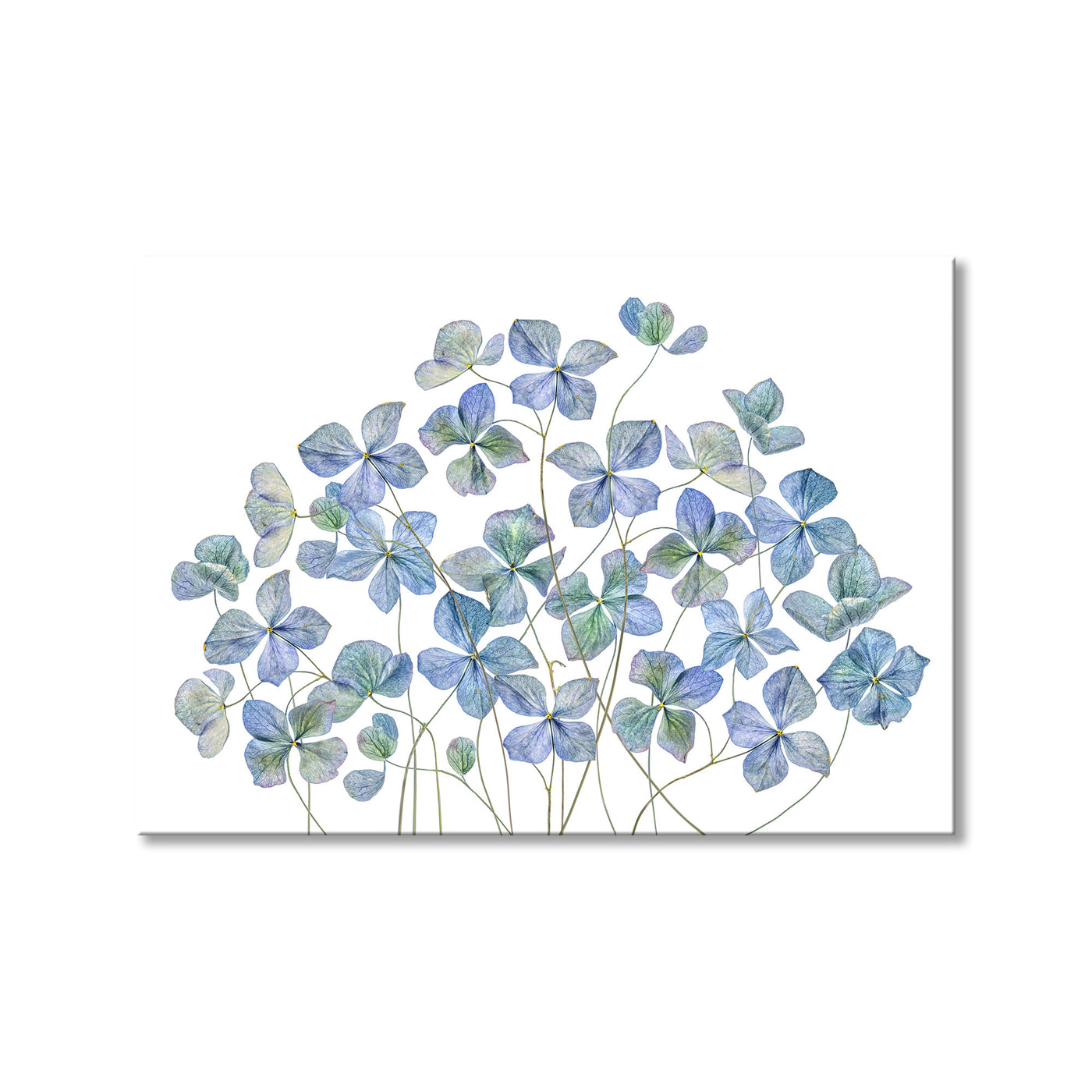Hydrangea I
